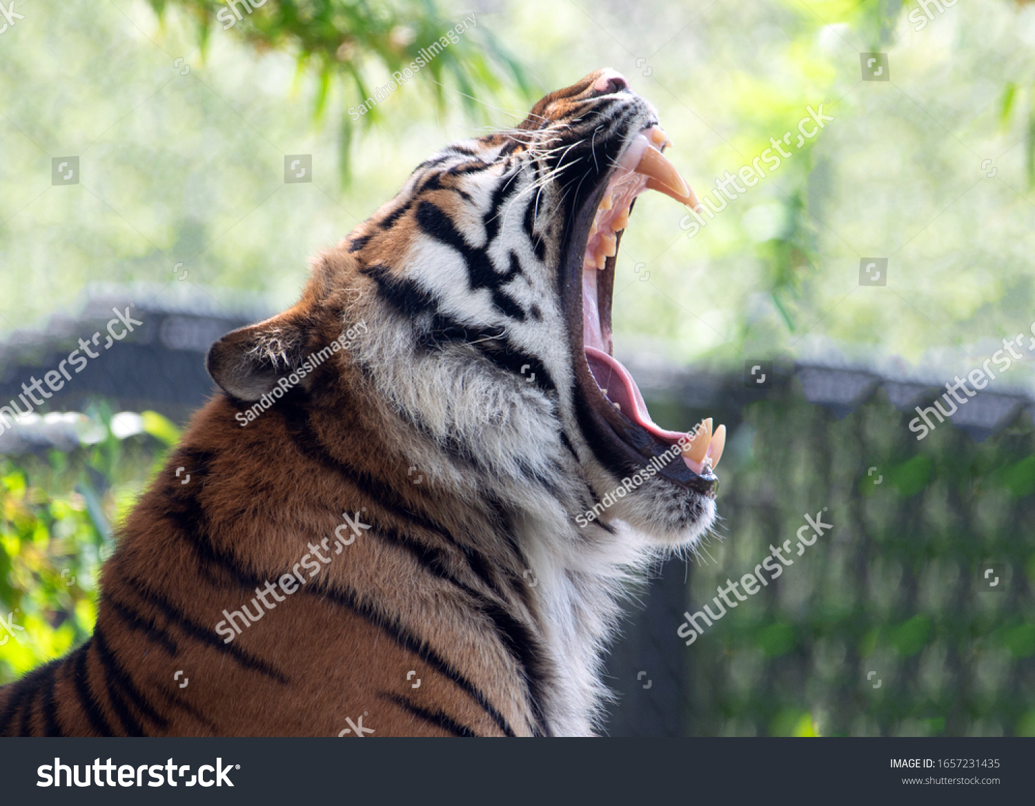 口を開いて横顔にスマトラの虎 の写真素材 今すぐ編集