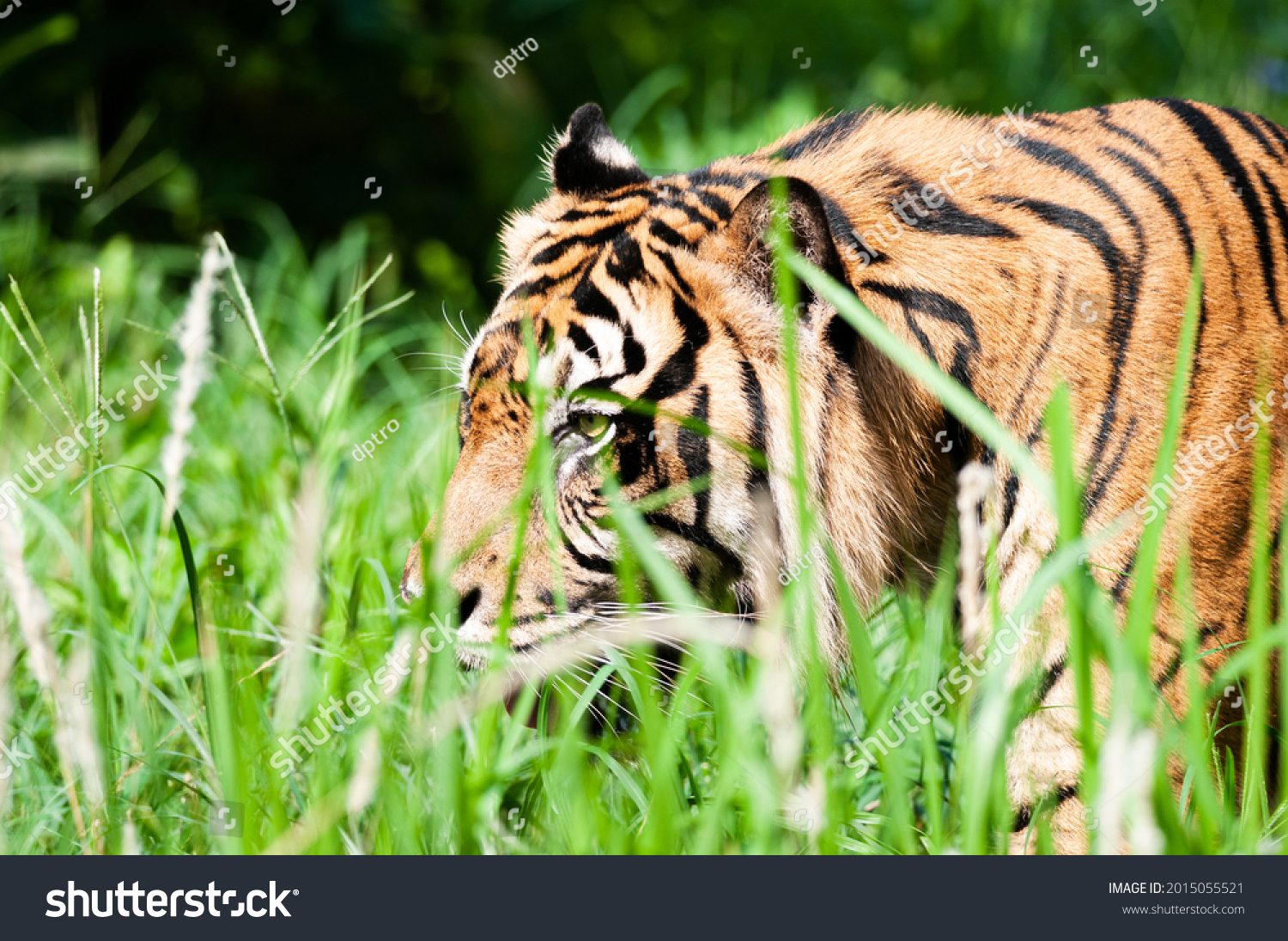Teritorry Images, Stock Photos & Vectors | Shutterstock