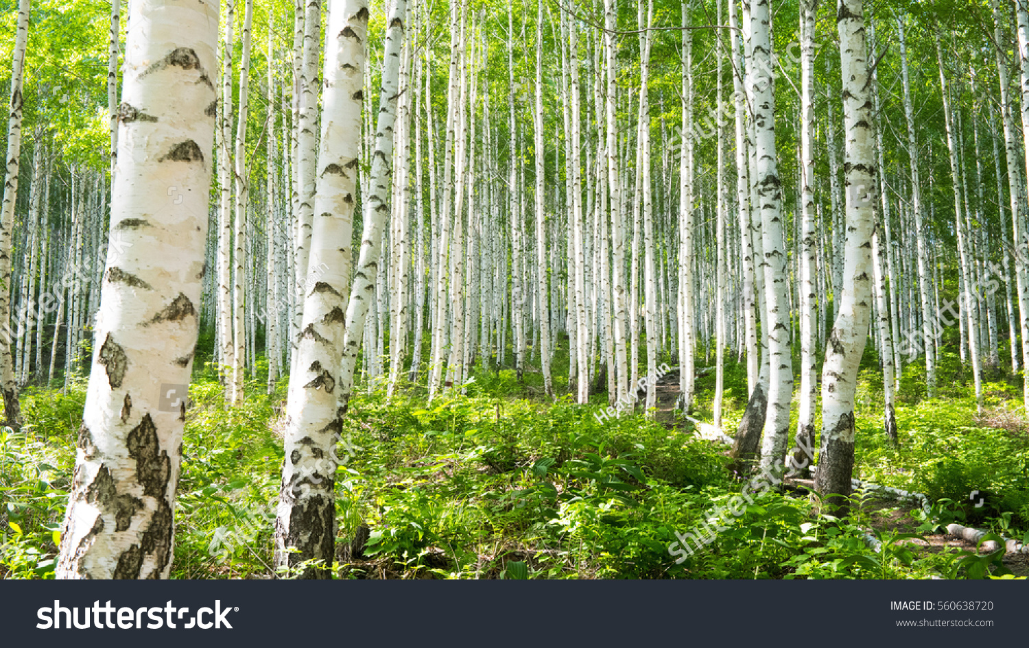 500 368 Birch Trees Images Stock Photos Vectors Shutterstock