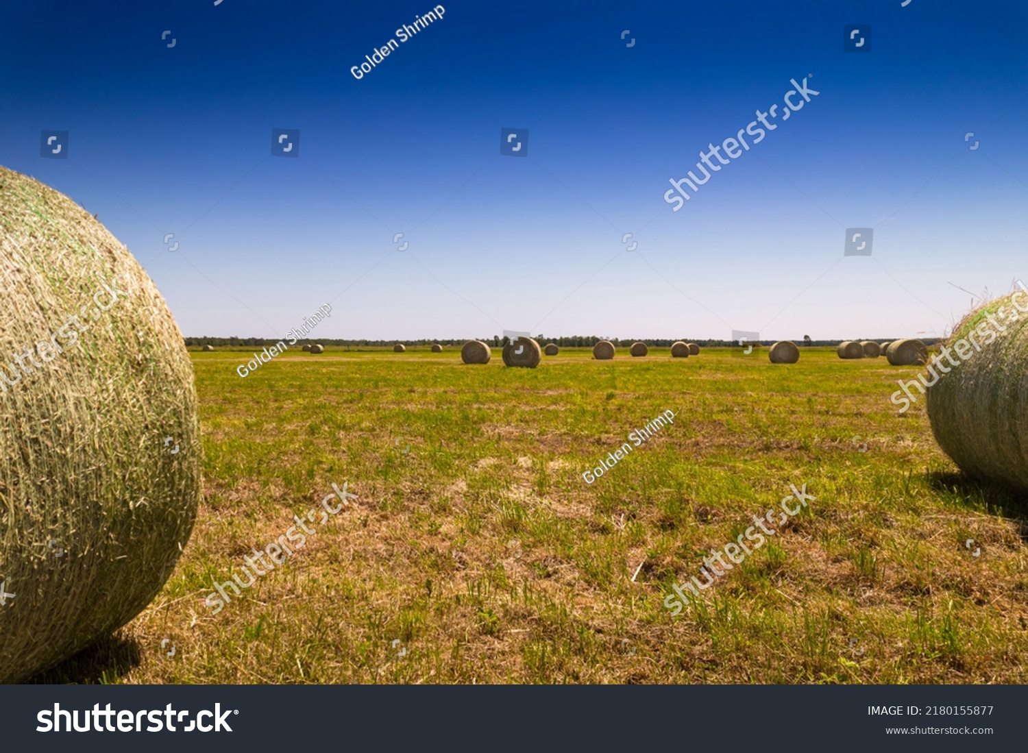 Summer Field Hay Bales After Harvest Stock Photo 2180155877 Shutterstock