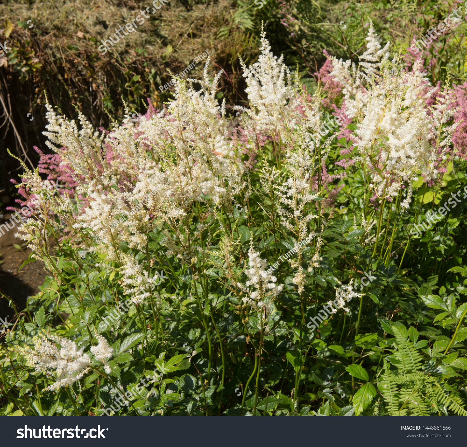 Summer Flowering Astilbe X Arendsii Diamant Stock Photo Edit Now