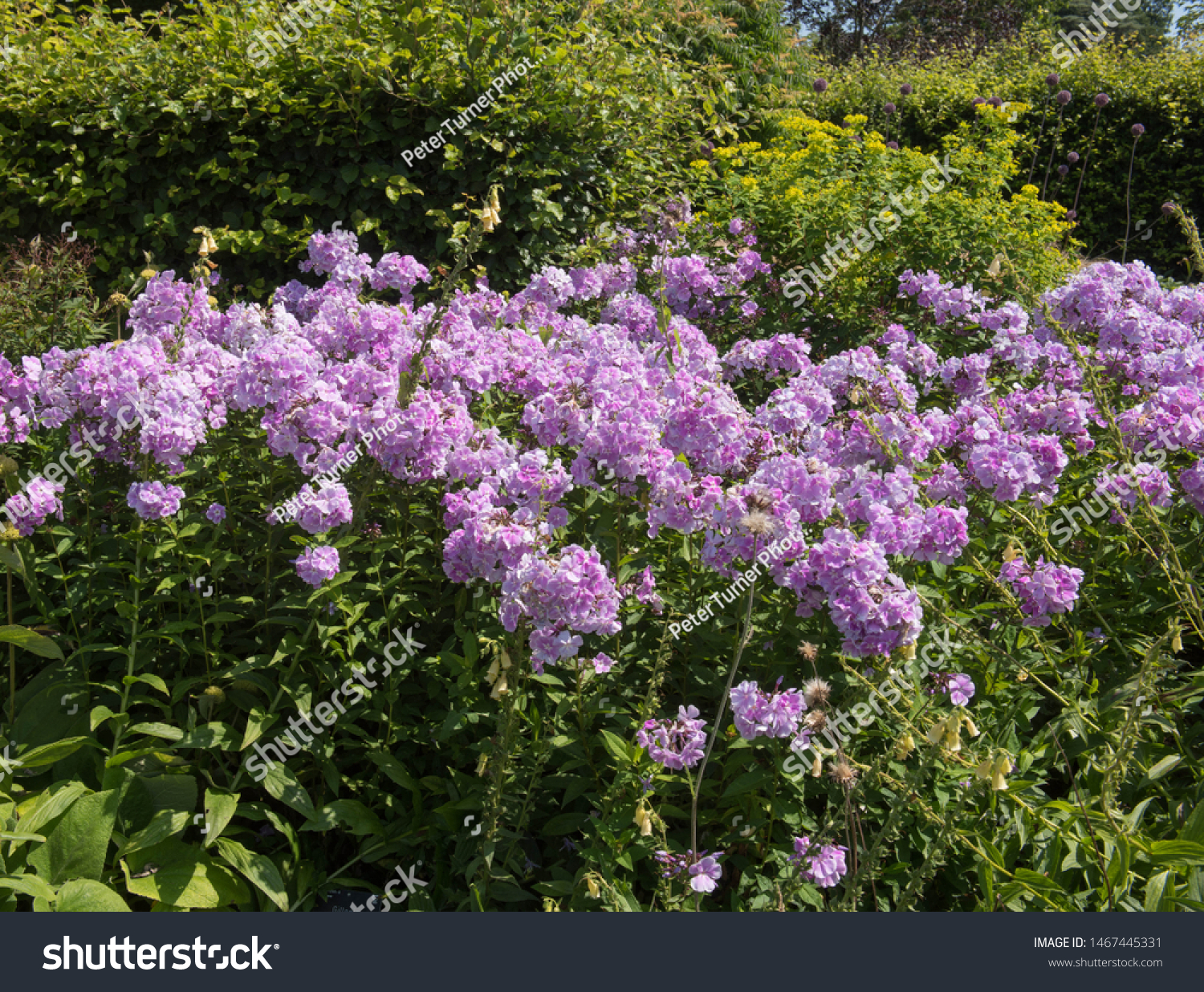 Summer Flowering Mauve Pale Lilac Phlox Nature Parks Outdoor