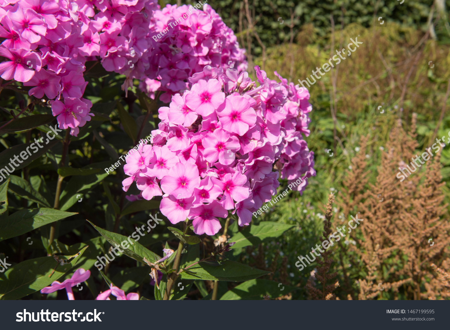 Summer Flowering Pink Phlox Paniculata Eva Royalty Free Stock Image
