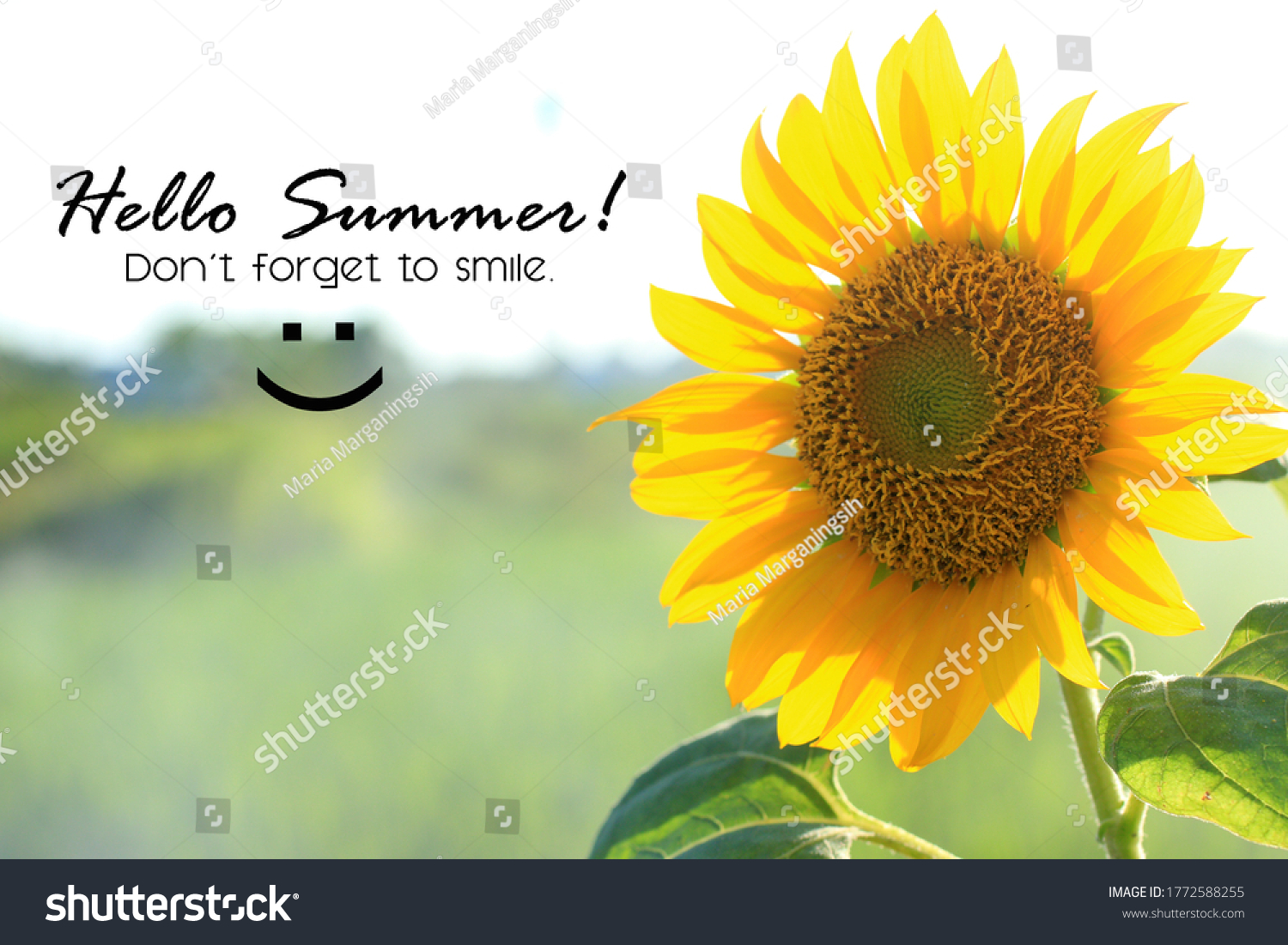 Sunflower Shape Cut Out Felt Center Stock Photo Edit Now