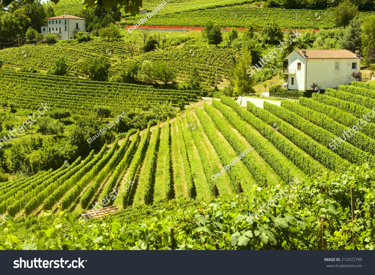 Summer Landscape Langhe Piedmont Italy Vineyards Stock Photo Edit