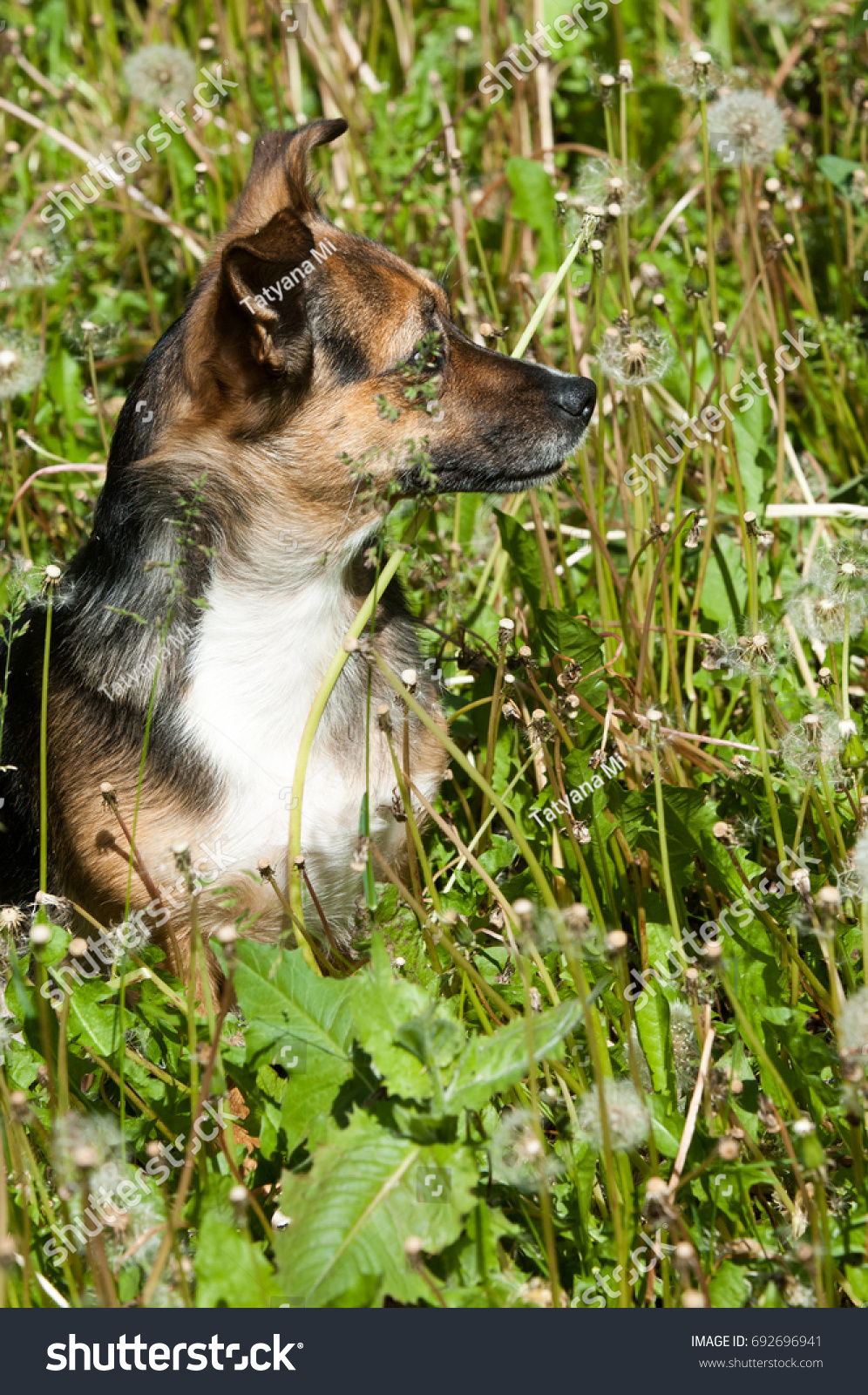 Summer Landscape Dog Family Friend Dog Stock Photo Edit Now 692696941