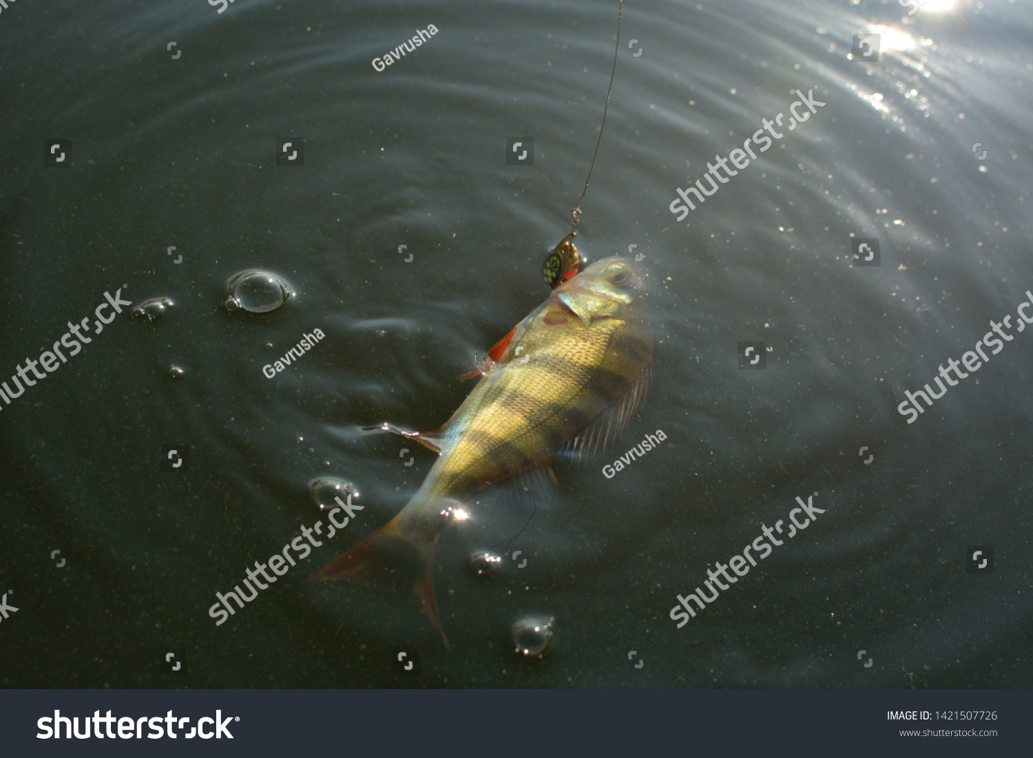 sea bass spinning