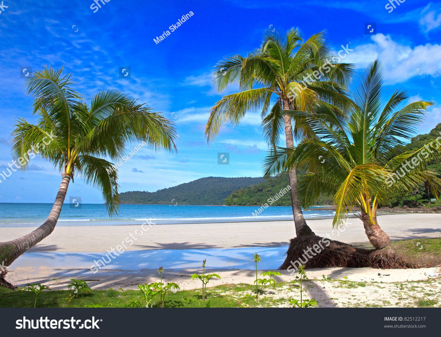 Summer Sunny Beach With Tropical Palm Tres Under Blue Sky. Exotic ...