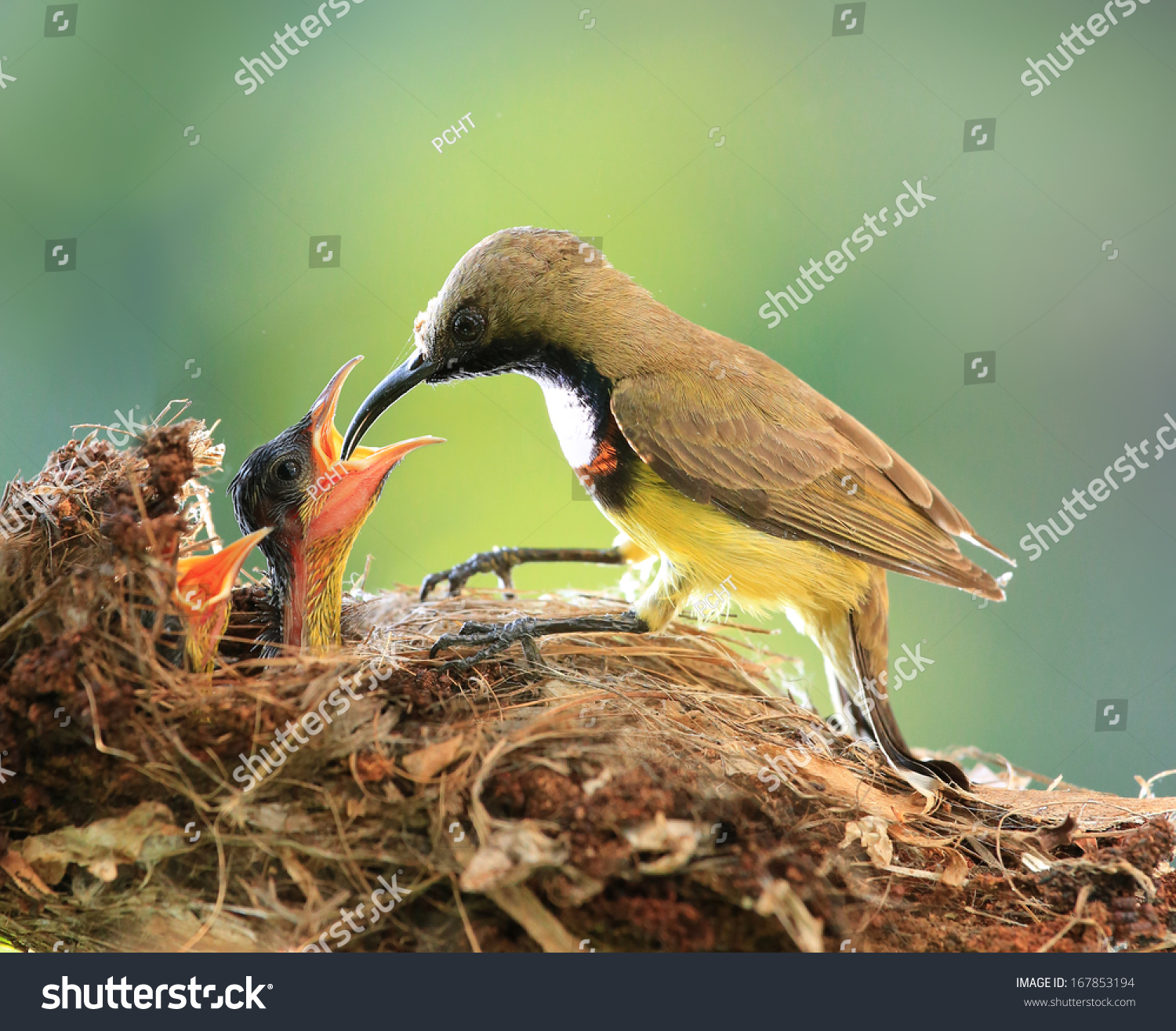 39,015 Baby bird feeding Images, Stock Photos & Vectors | Shutterstock