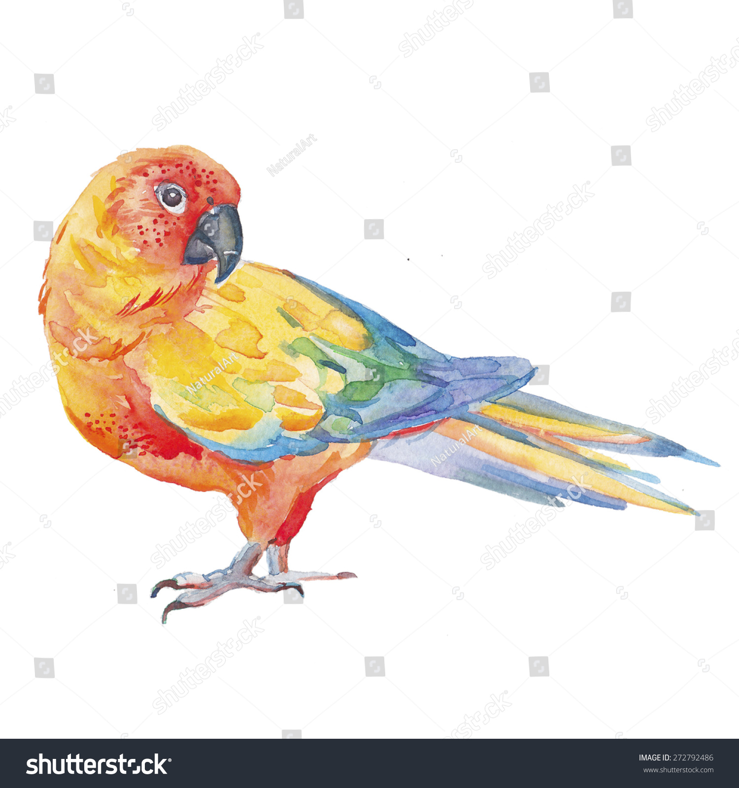 Sun Conure Parrot.Tropical Birds Isolated On White Background. Parrot ...