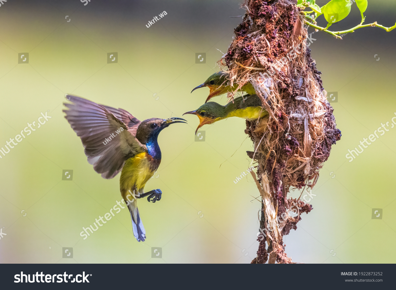Sunbird nest Images, Stock Photos & Vectors Shutterstock