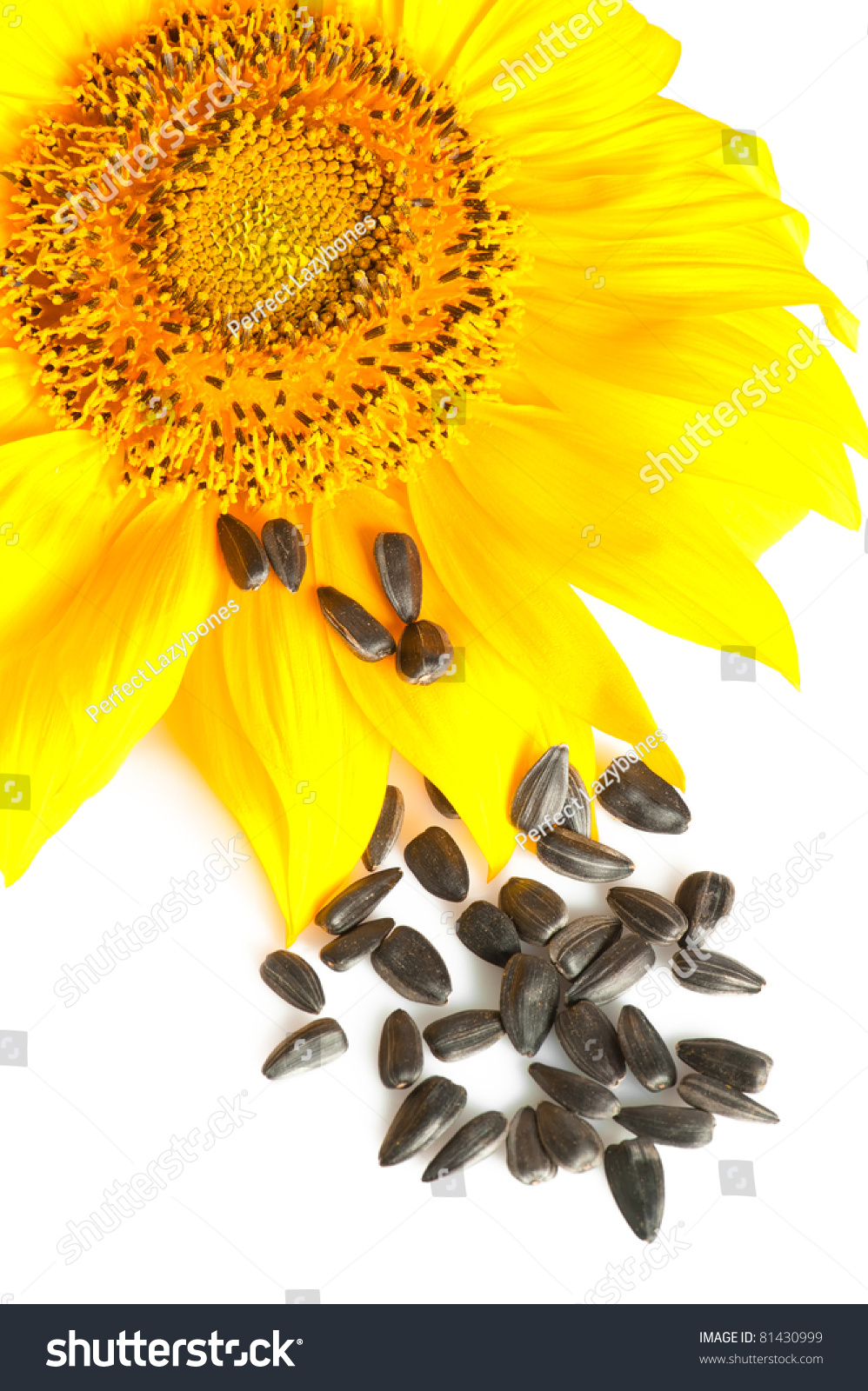 Sunflower And Oily Seeds On White Stock Photo 81430999 : Shutterstock