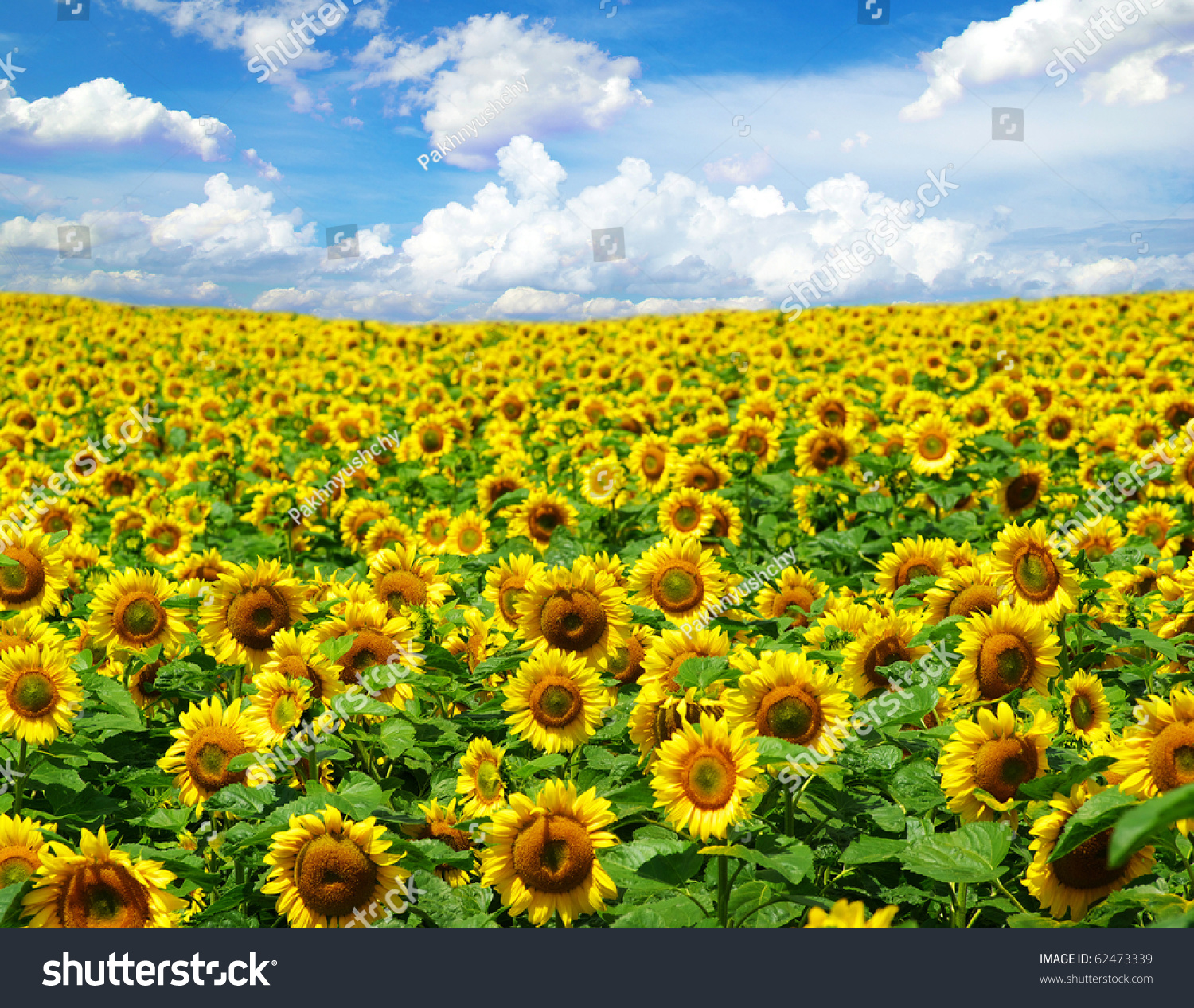 Sunflower Field Stock Photo 62473339 - Shutterstock