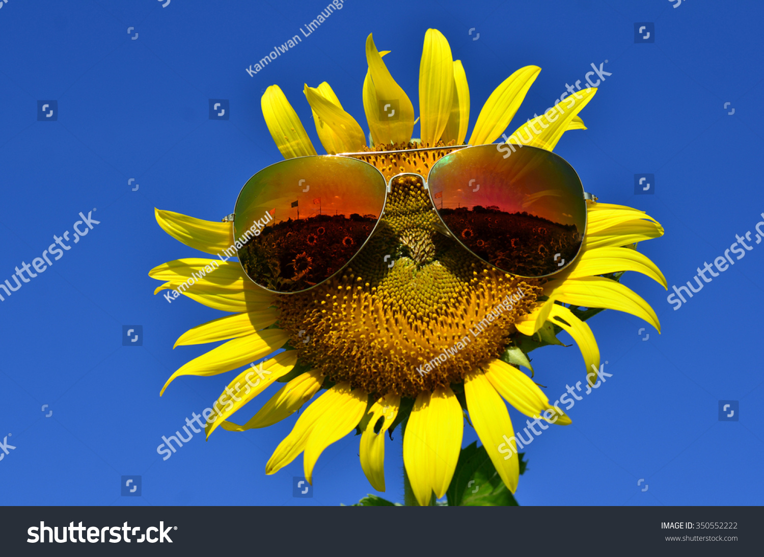 svenska dejtingsajter sunflower thai svenska dejtingsajter sunflower thai