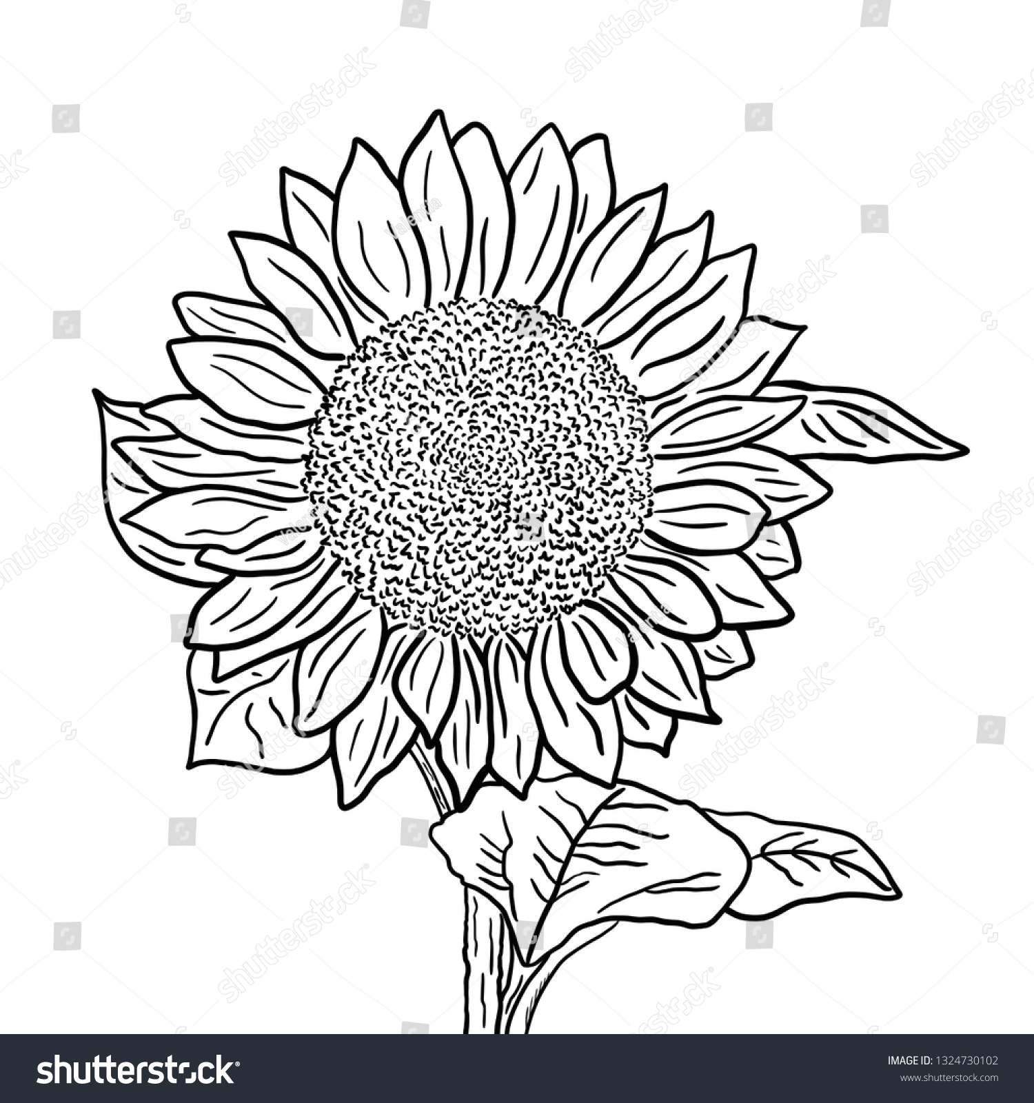 Sunflower Inflorescence Leaves On White Background Stock Illustration ...