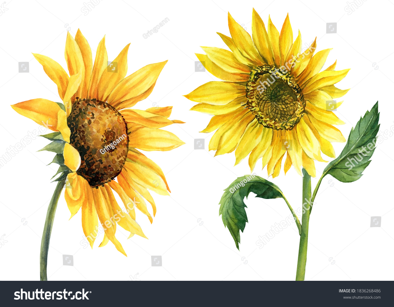 Sunflower On Isolated White Background Watercolor Stock Illustration ...