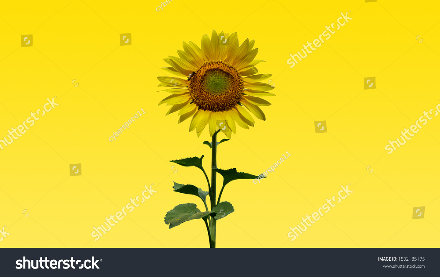 Download Sunflower On Yellow Background Clipping Mask Stock Photo Edit Now 1502185175 PSD Mockup Templates