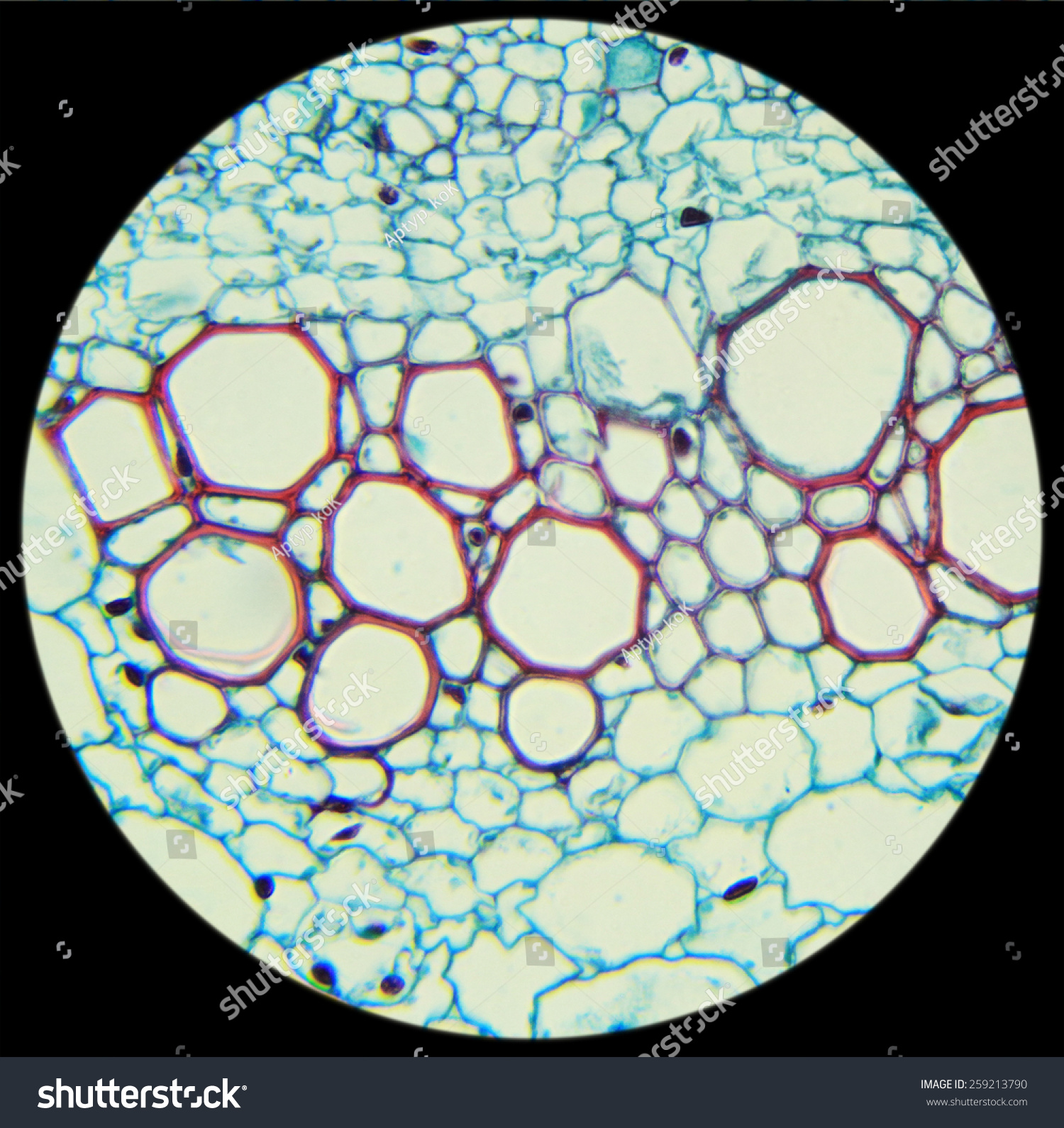 Sunflower Stalk Cross-Section Under The Microscope, (Helianthus Stem C ...