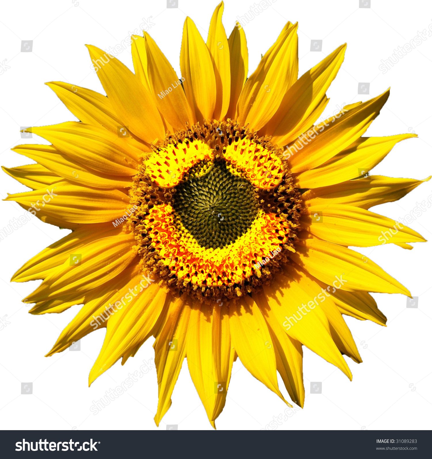 Sunflower Big Smile Stock Photo Edit Now 3102