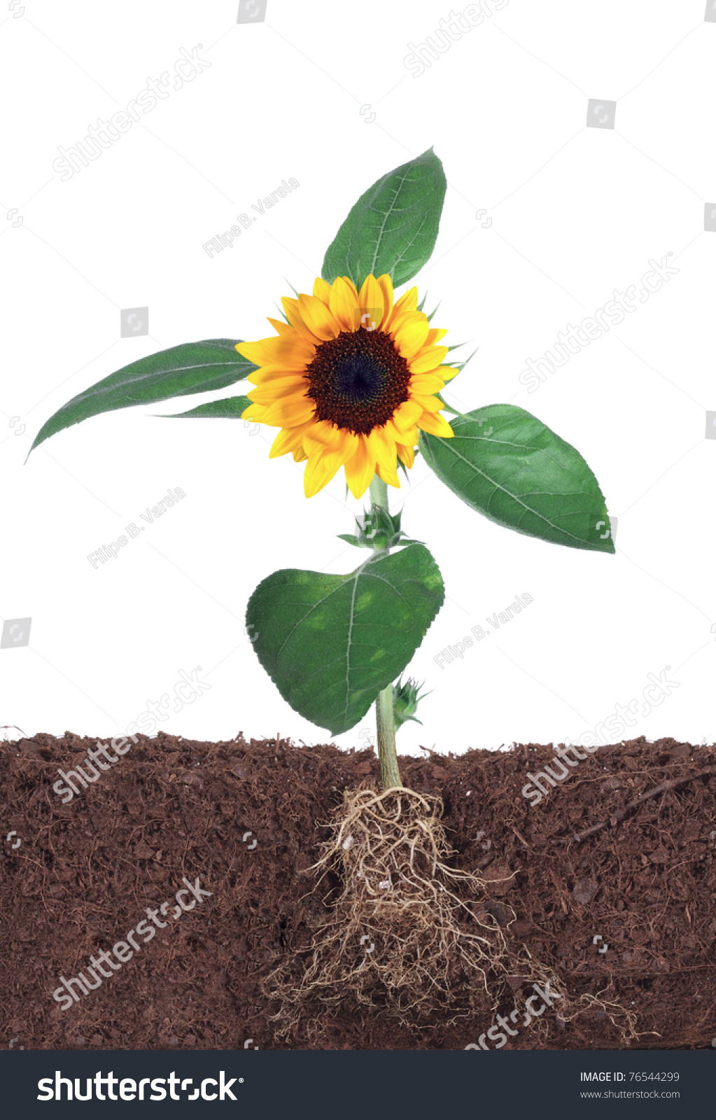 Sunflower Root Isolated On White Stock Photo 76544299 ...