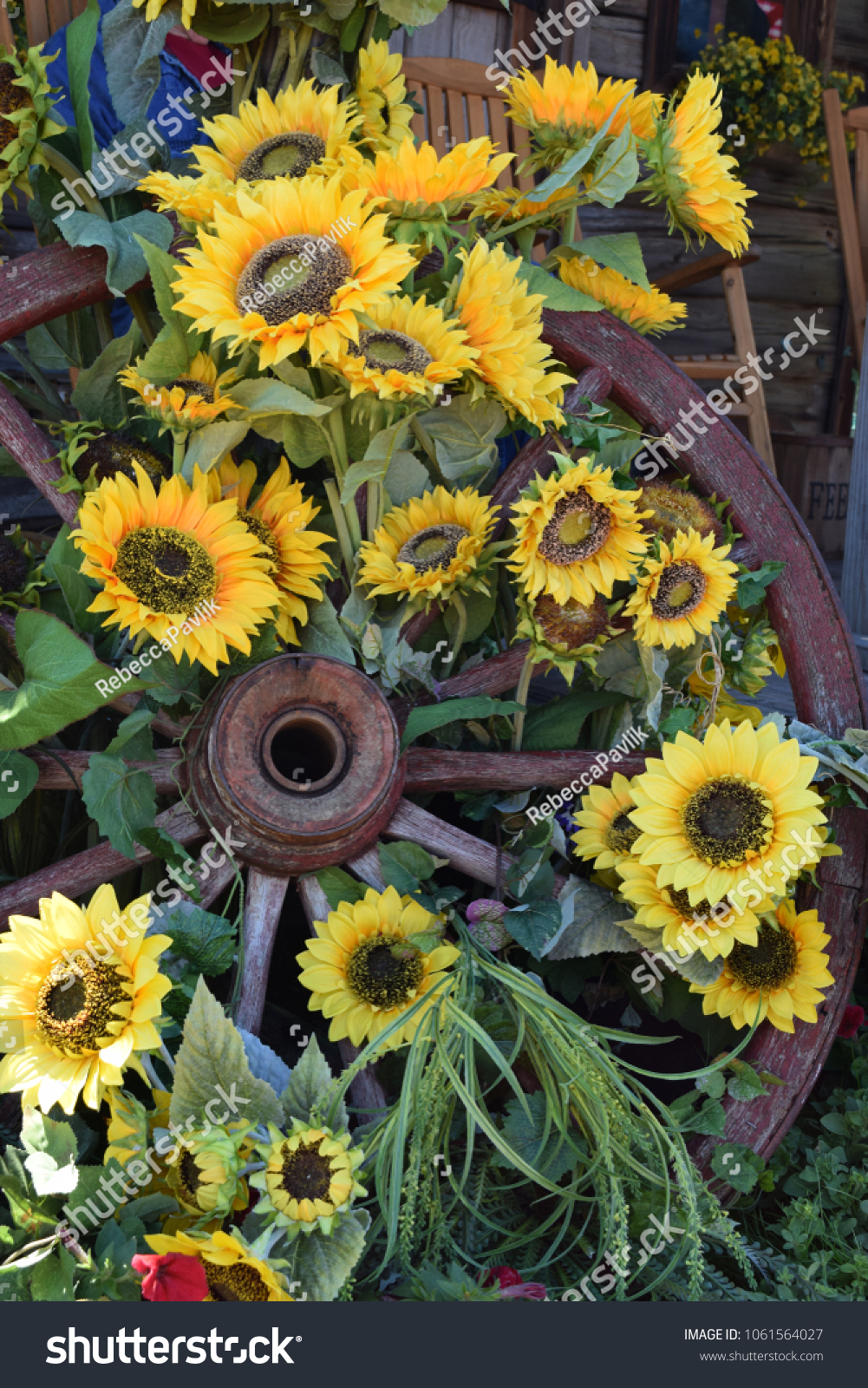 Incredible Beautiful Sunflower Many Heads Full Stock Photo 