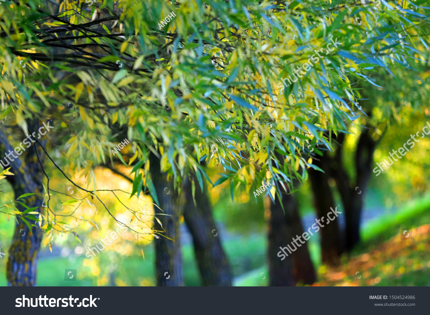 Sunlight Autumn Willow Alley Autumn Tones Stock Photo Edit Now