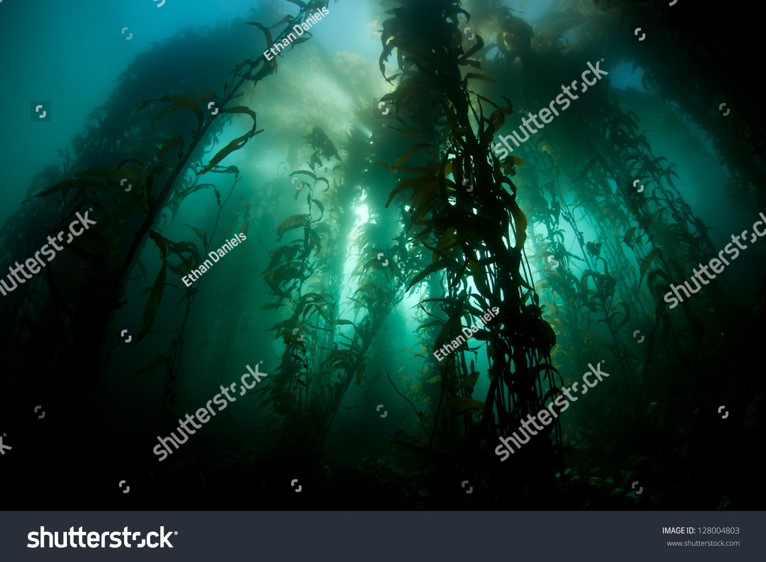 Sunlight Pierces The Canopy Of A Healthy Kelp Forest In Monterey Bay ...