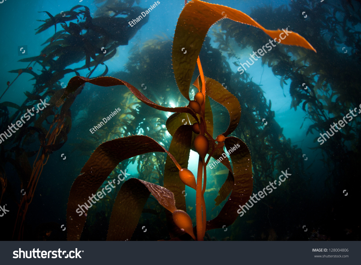 Sunlight Pierces The Canopy Of A Healthy Kelp Forest In Monterey Bay ...