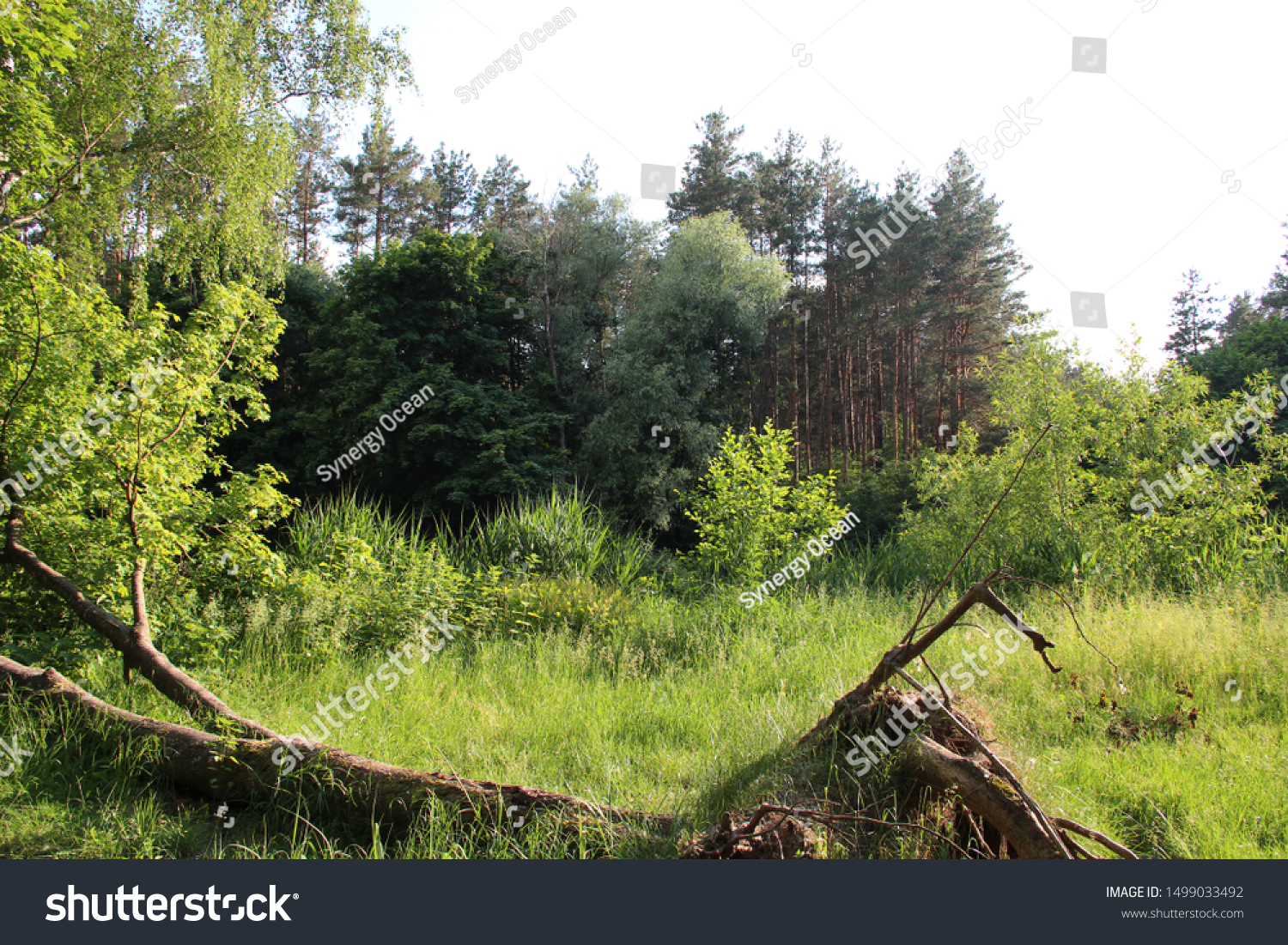 Sunlit Beautiful Forest Landscape Fallen Tree Stock Photo Edit Now 1499033492