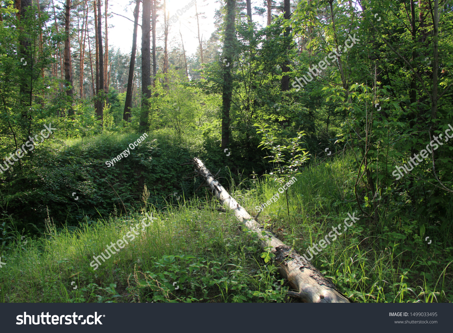 Featured image of post Forest Pretty Nature Backgrounds