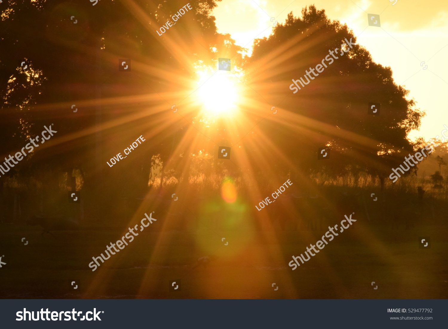 Morning Light >> Sunny Early Morninglight On Morning Stok Fotograf Simdi Duzenle Morning Light >> Sunny Early Morninglight On Morning Stok Fotograf Simdi Duzenle