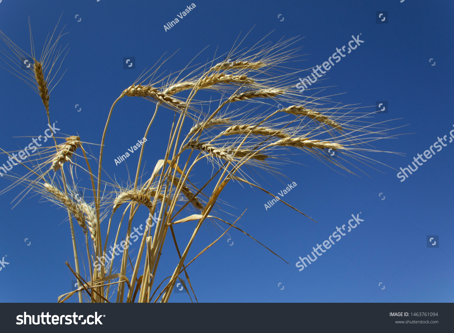 Sunny Gold Ripe Agriculture Wheat Bouquet Stock Photo Edit Now