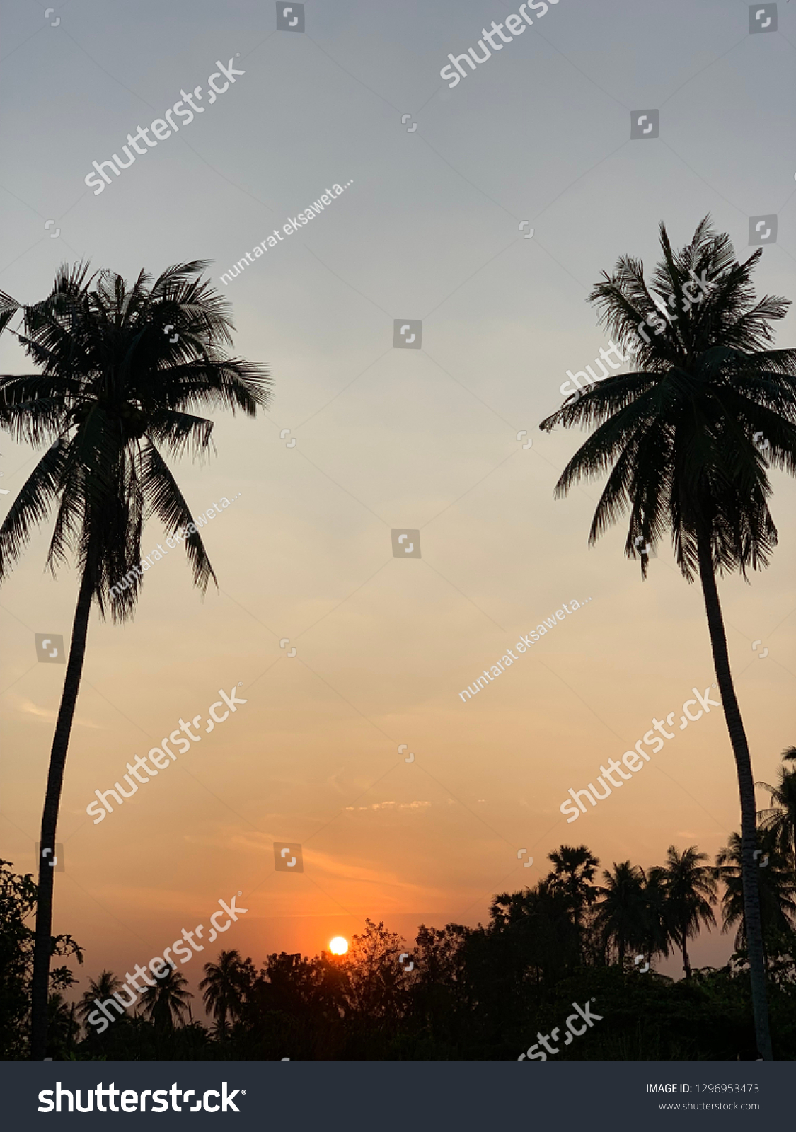 Sunrise Blue Sky Backgrounds Coconut Trees Stock Photo Edit Now