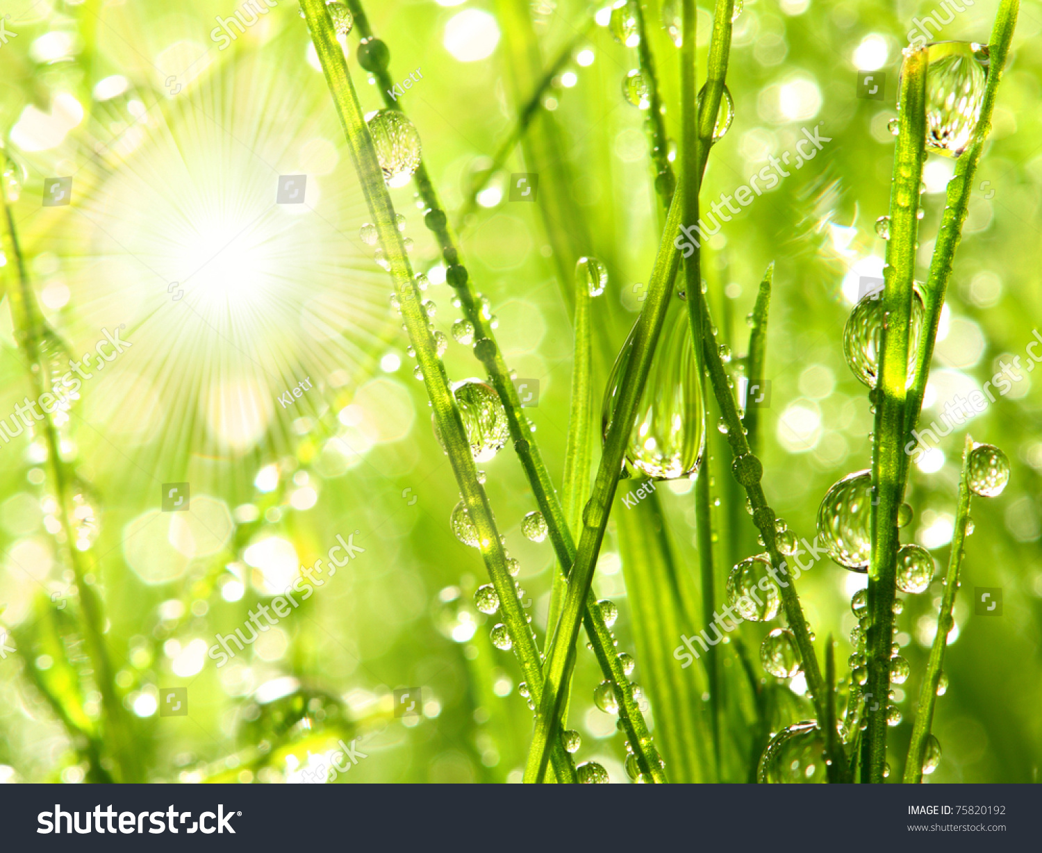 Sunrise Fresh Dewy Grass Sunny Day Stock Photo (Edit Now) 75820192