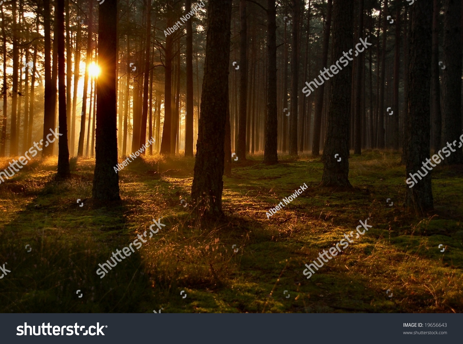 Sunrise In A Forest, Sunbeams Through The Trees Stock Photo 19656643 ...