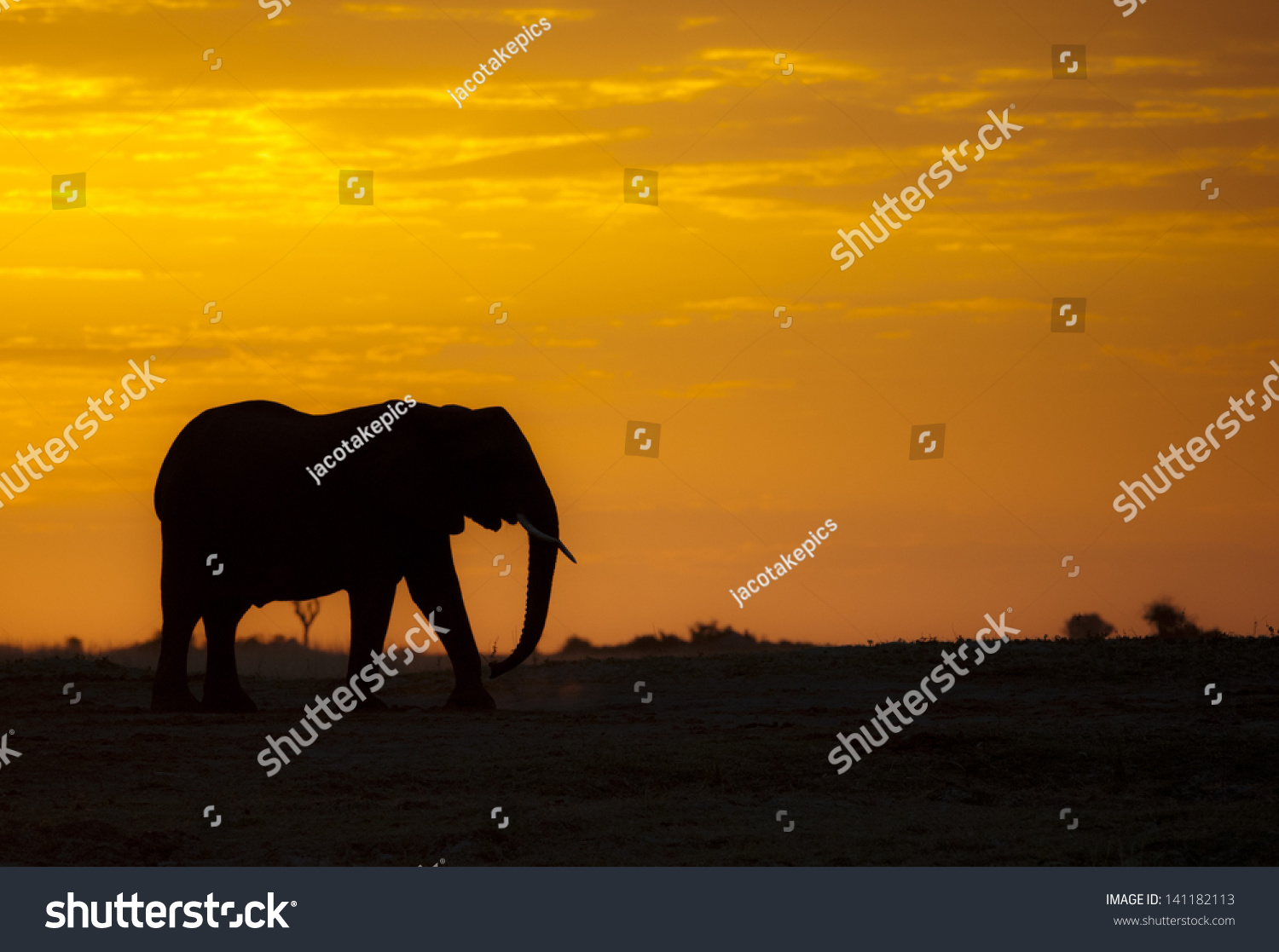 Sunset African Elephant Stock Photo 141182113 - Shutterstock