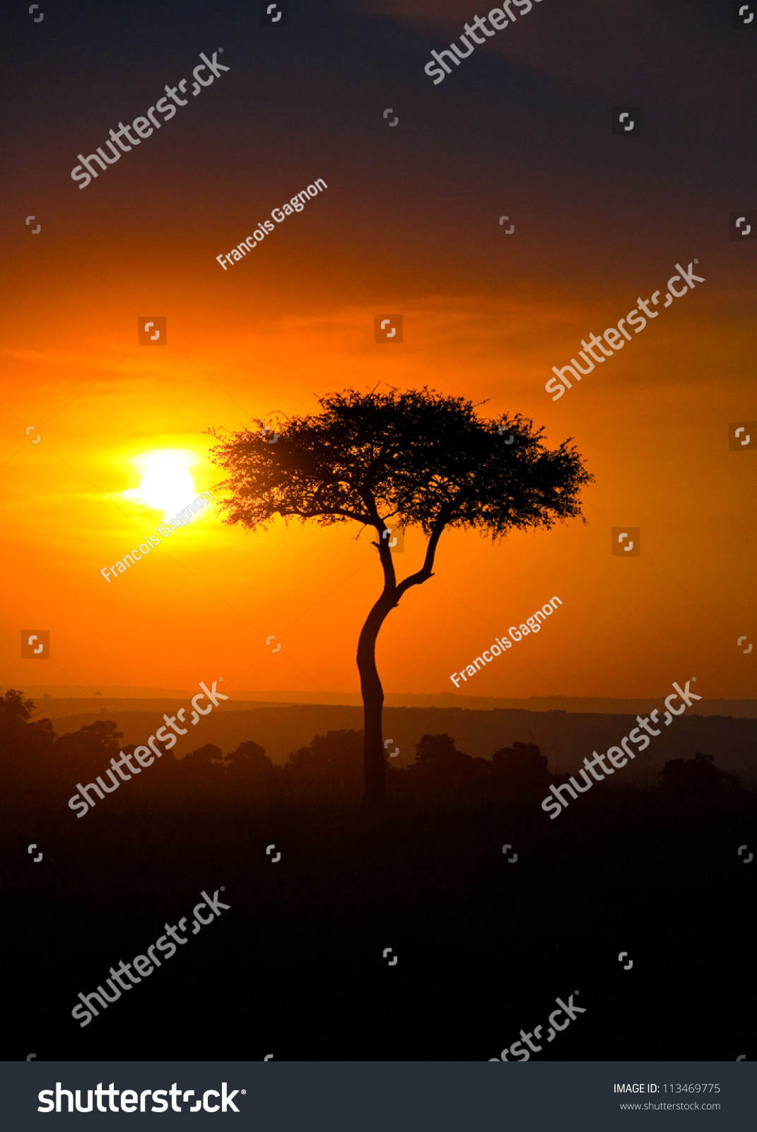 Sunset In Masai Mara National Park, Kenya Stock Photo 113469775 ...