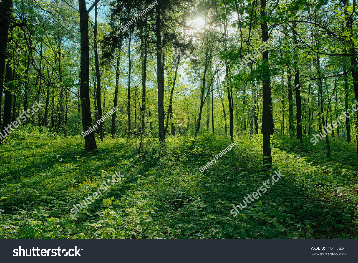 Sunshine Forest Trees Peaceful Outdoor Scene Stock Photo Edit Now
