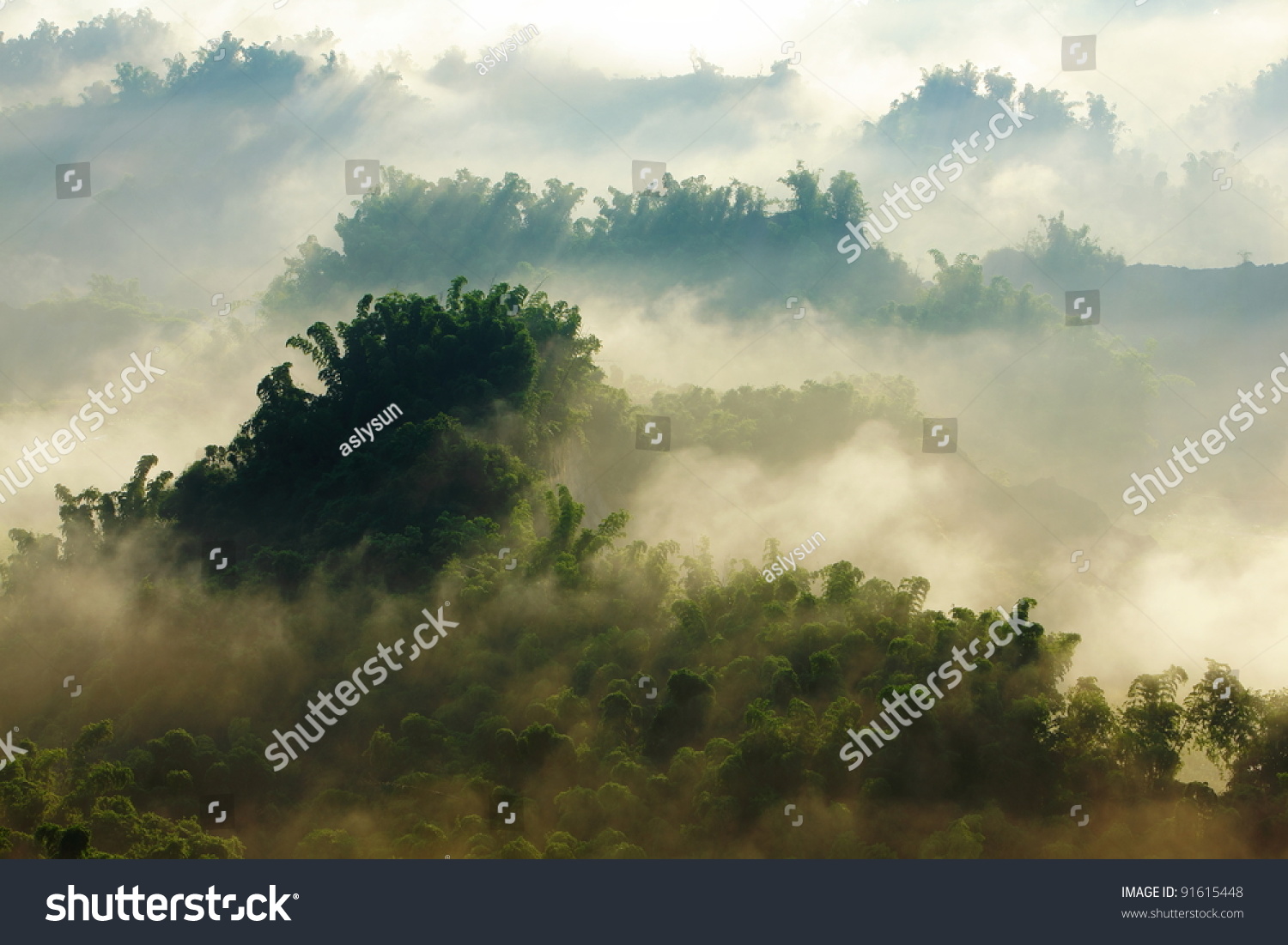 Sunshine On Morning Mist Bamboo Hill Stock Photo Edit Now