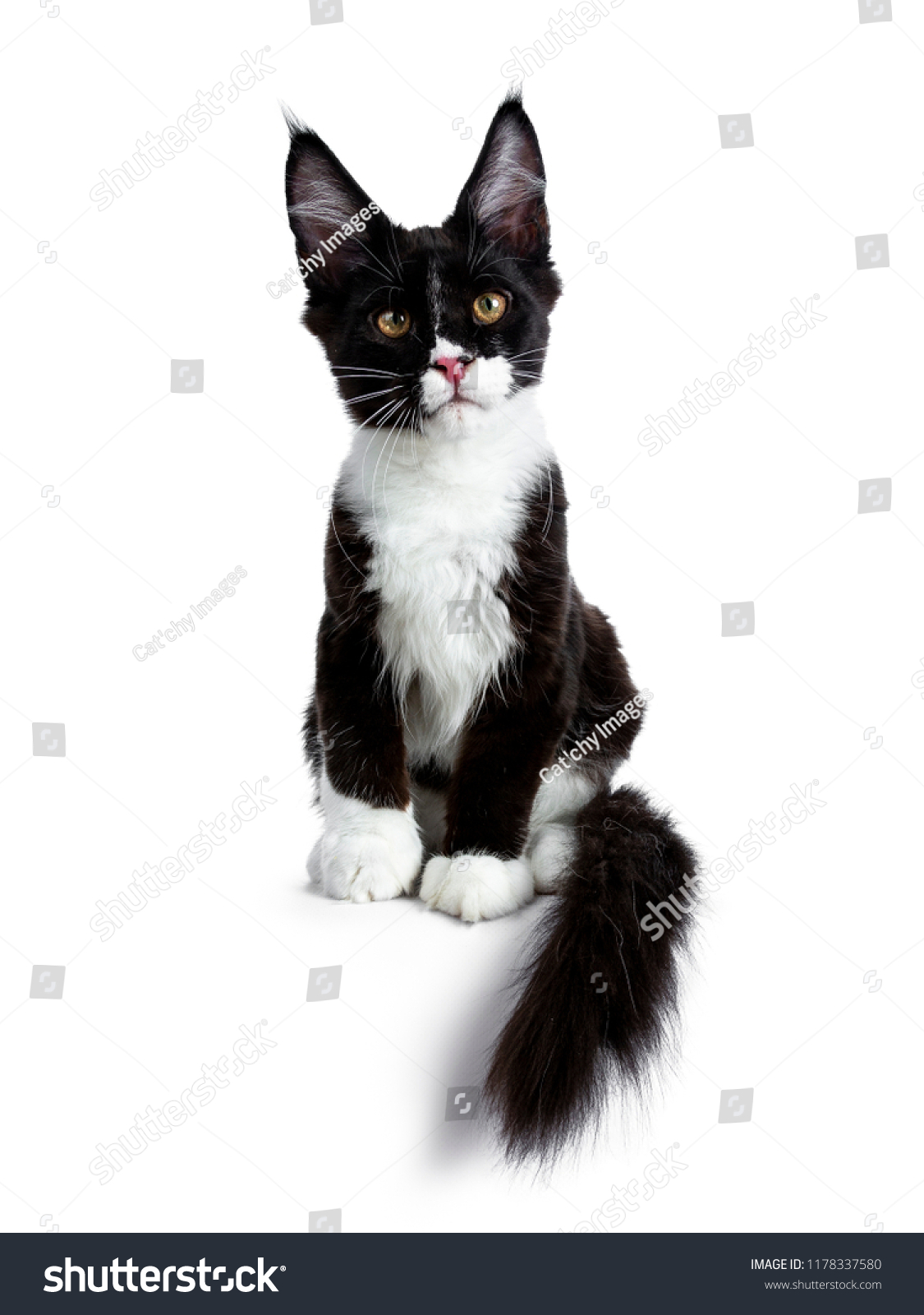 Super Cute Bat Cat Black White Stock Photo Edit Now 1178337580