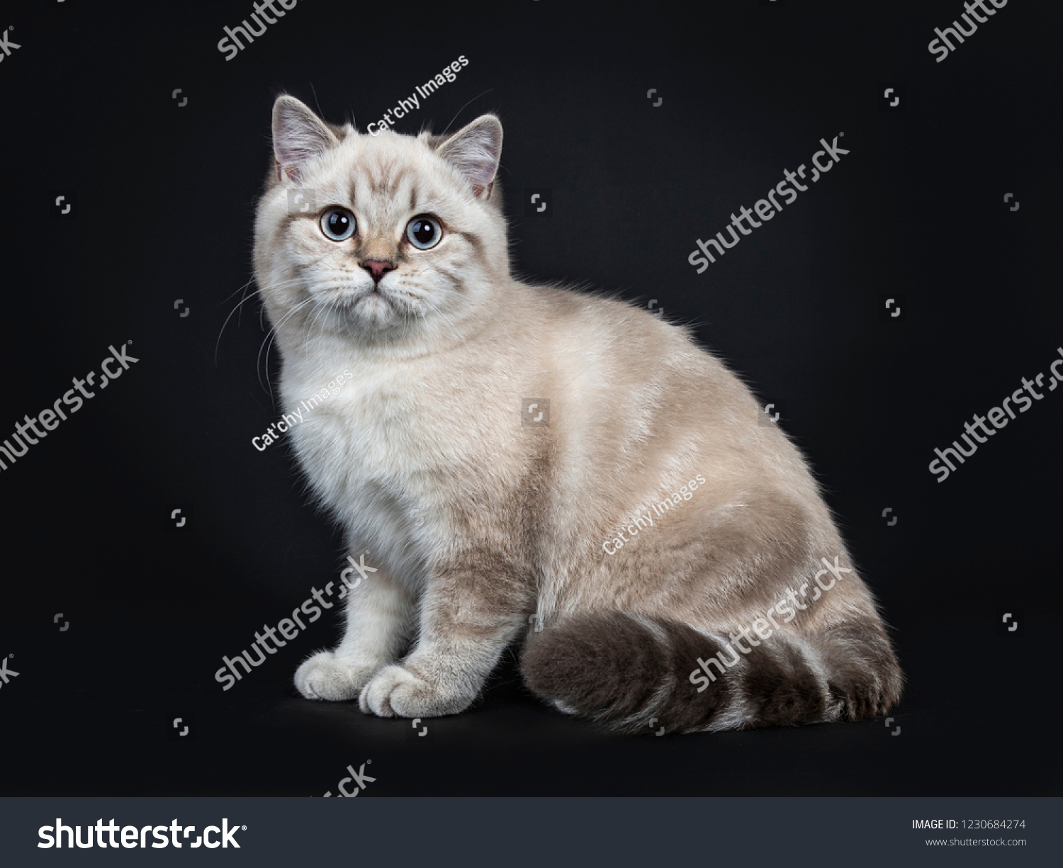 Super Cute Blue Tabby Point British Stock Photo Edit Now 1230684274