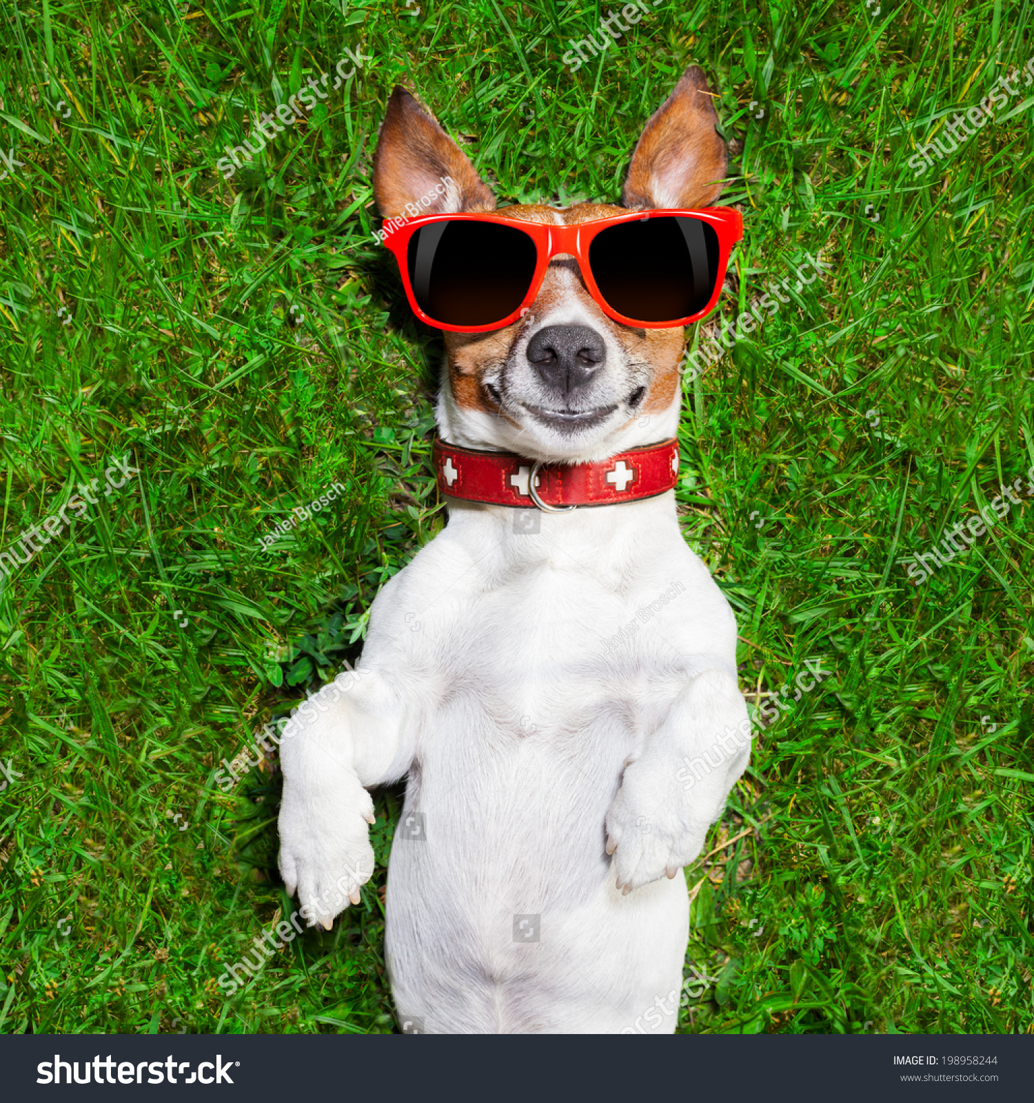 Super Funny Face Dog Lying On Stock Photo Edit Now 198958244