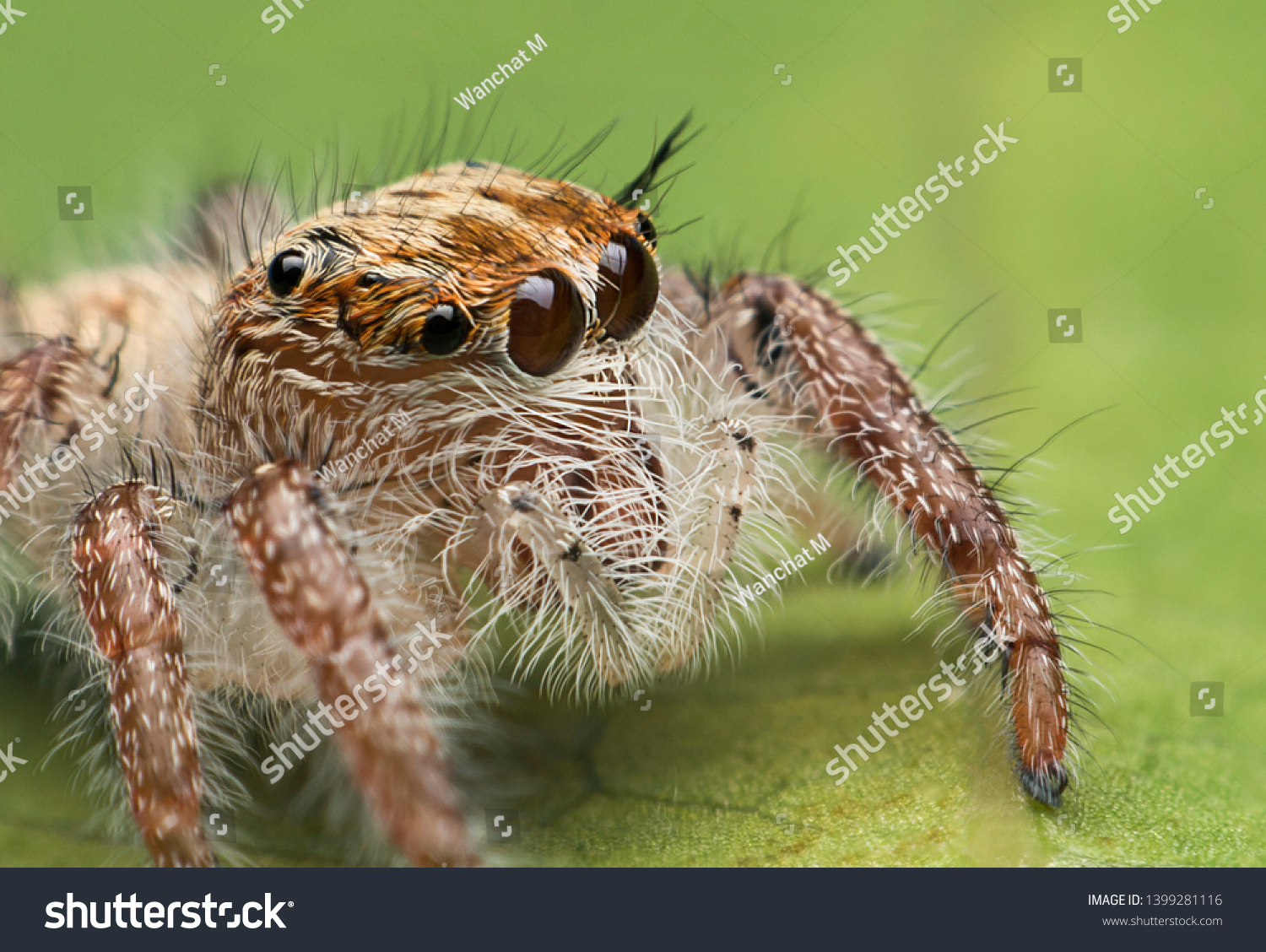 17,735 Spider hair Stock Photos, Images & Photography | Shutterstock