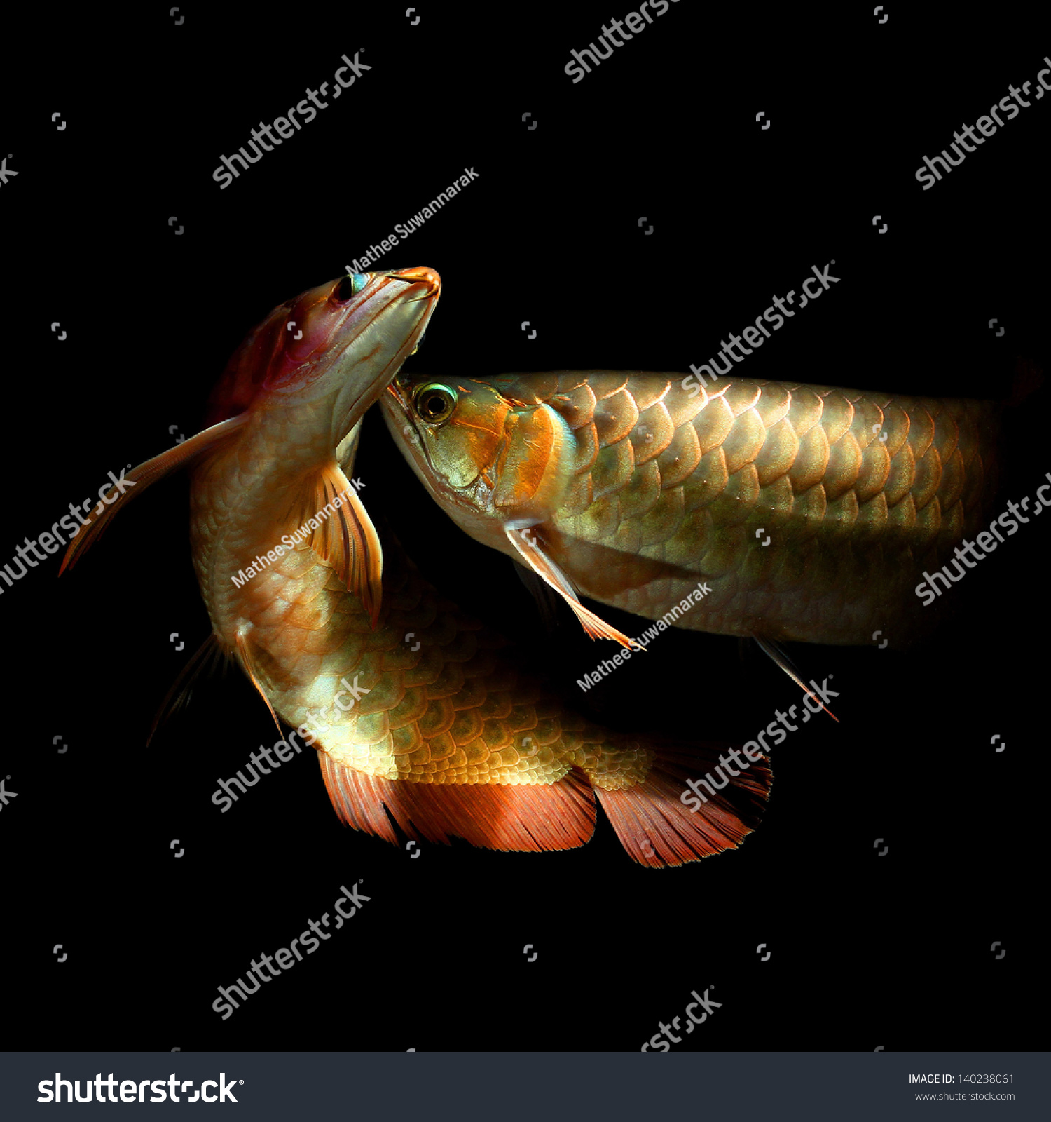 Arowana care for the arowana hobbyist