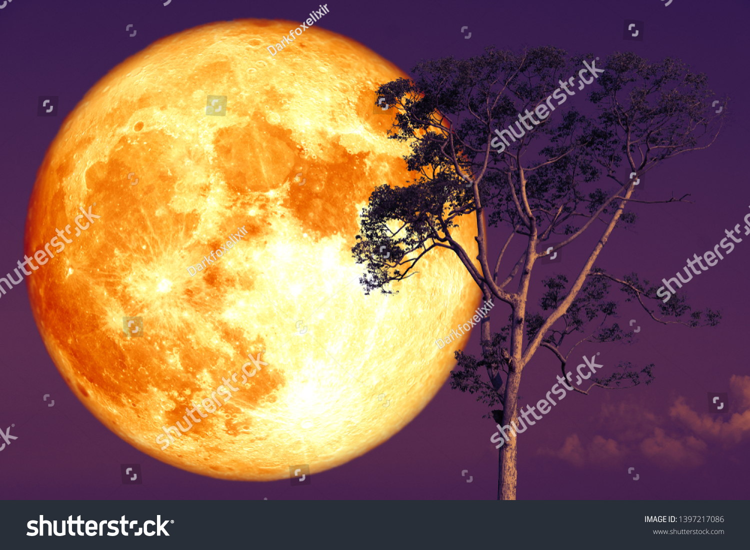 Super Rose Moon On Night Sky Stock Photo (Edit Now) 1397217086