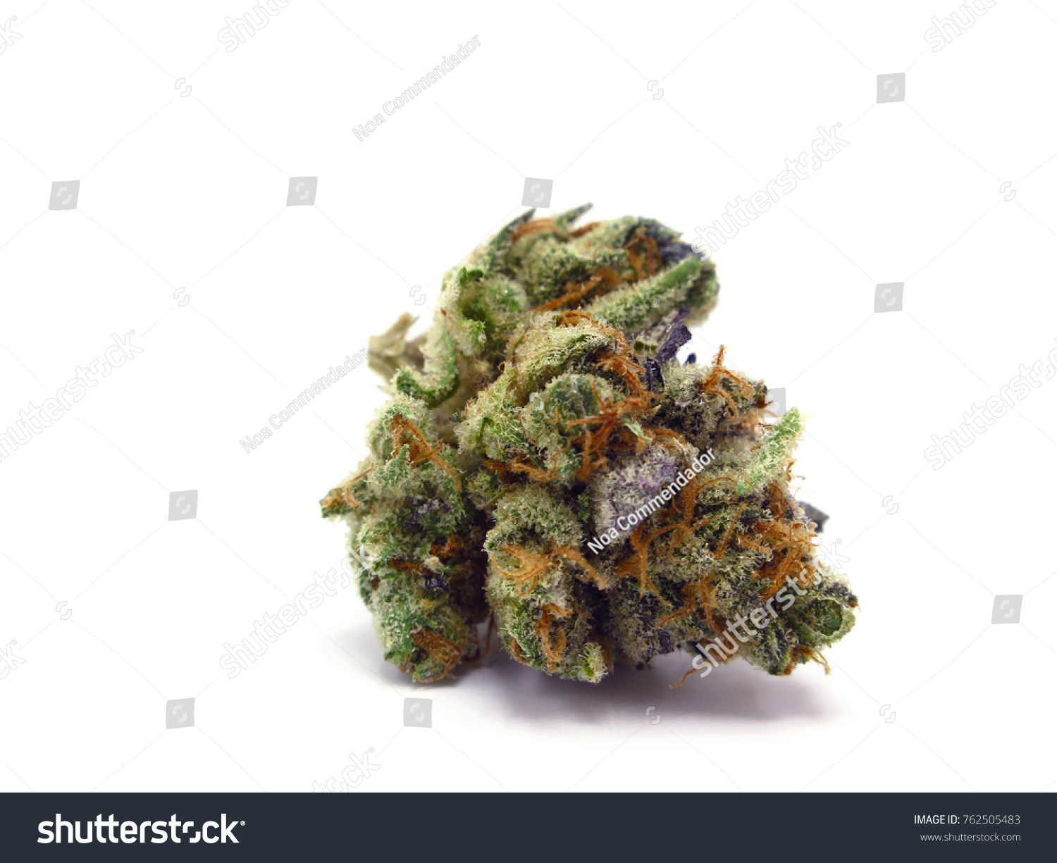 Super Sherb Cannabis Strain Accented By Royalty Free Stock Image