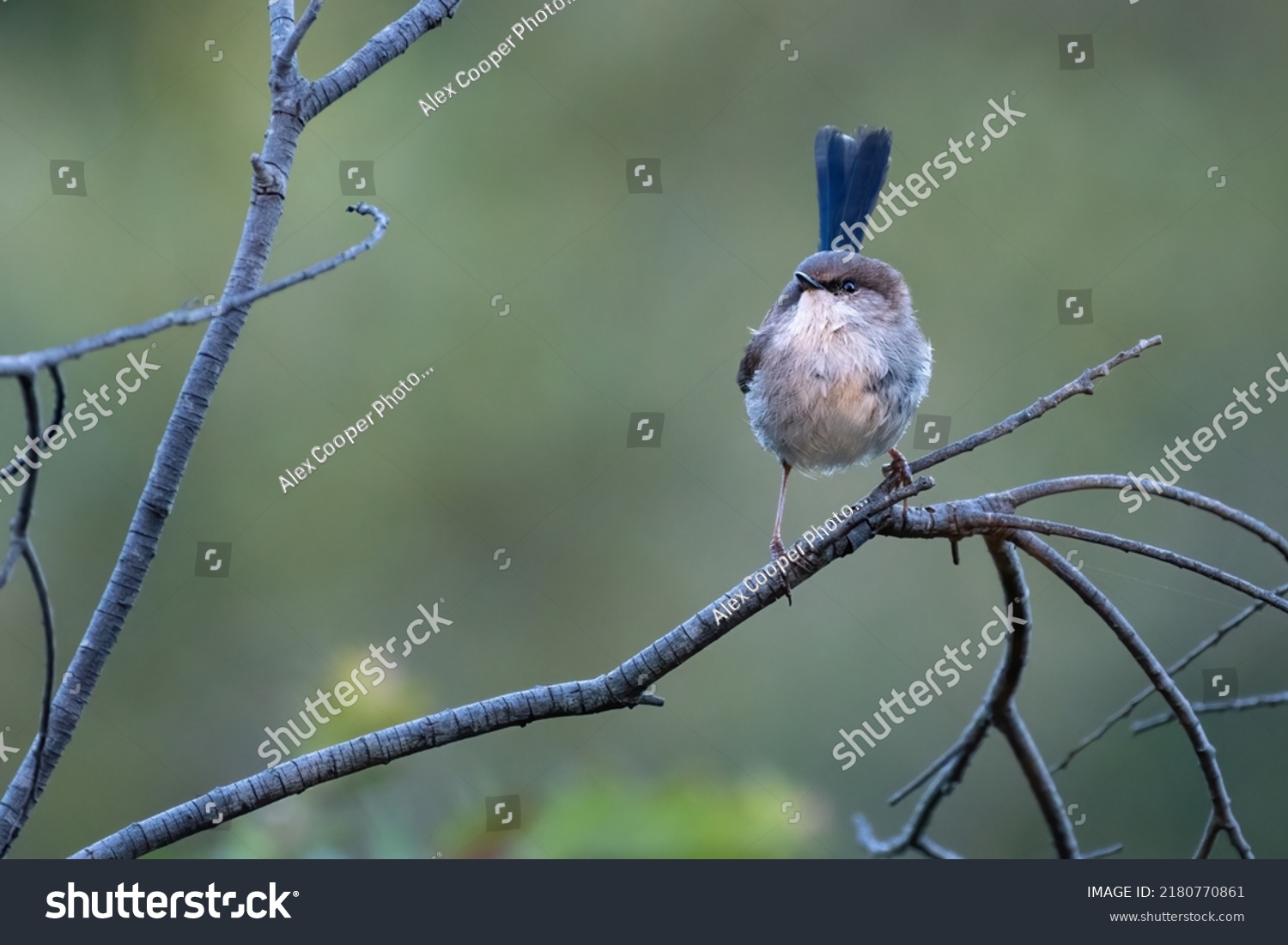 Superb Fairy Wren Malurus Cyaneus Male Stock Photo 2180770861 