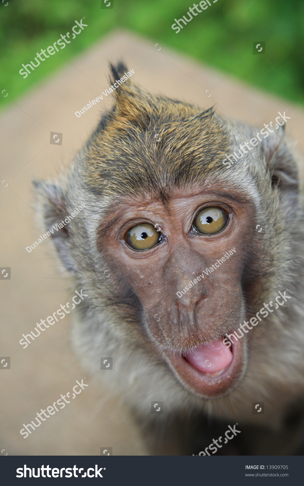 Surprised Monkey Stock Photo 13909705 : Shutterstock