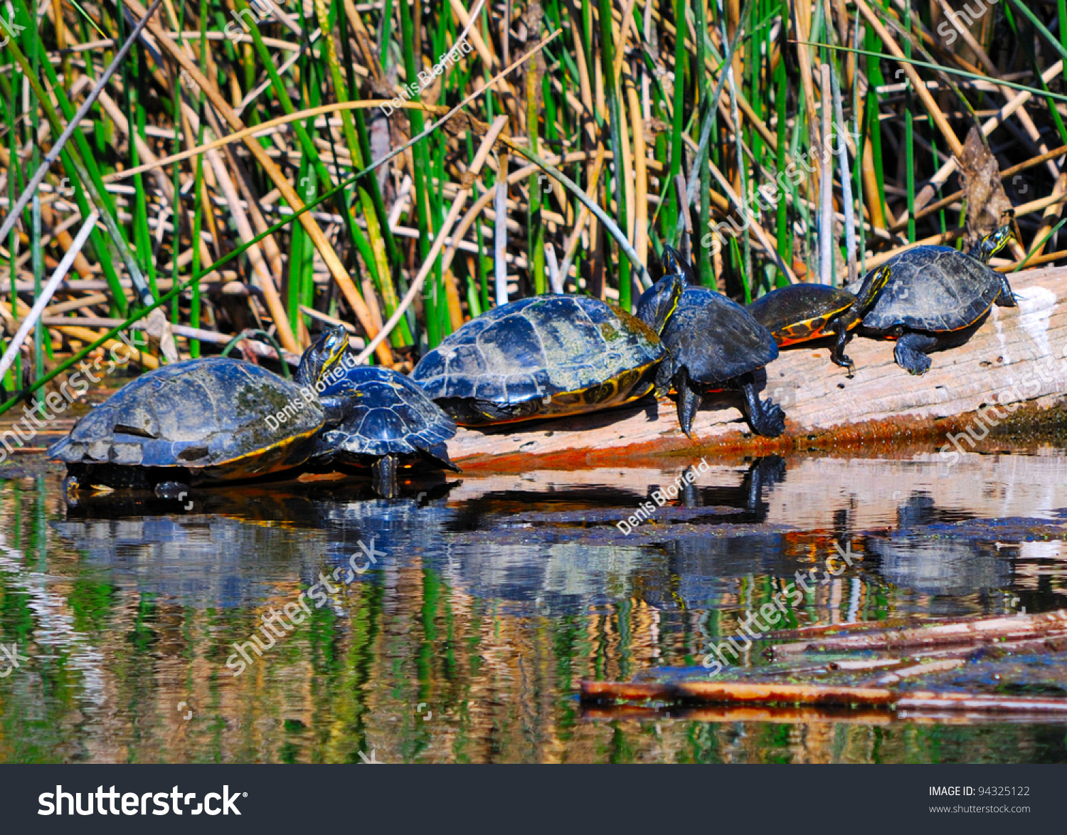 Suwannee River Cooter Turtles Pseudemys Concinna Stock Photo 94325122 ...