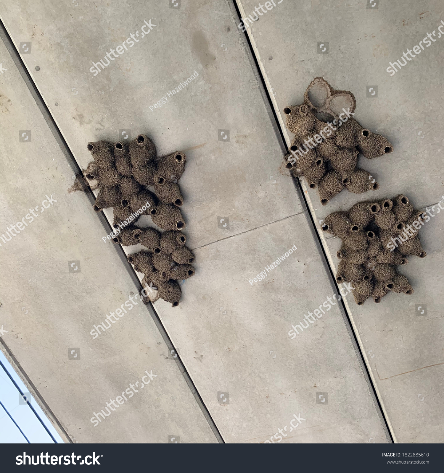 Swallow Bird Nests Made Mud On Stock Photo (Edit Now) 1822885610